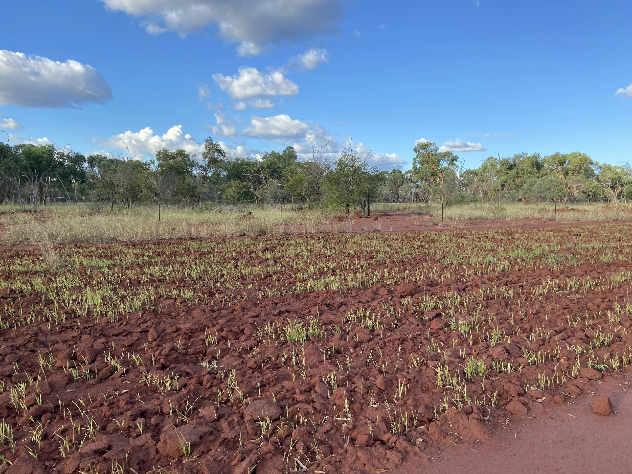 A farm field with small green plants growing in reddish-brown soil under a partly cloudy blue sky with scattered clouds.