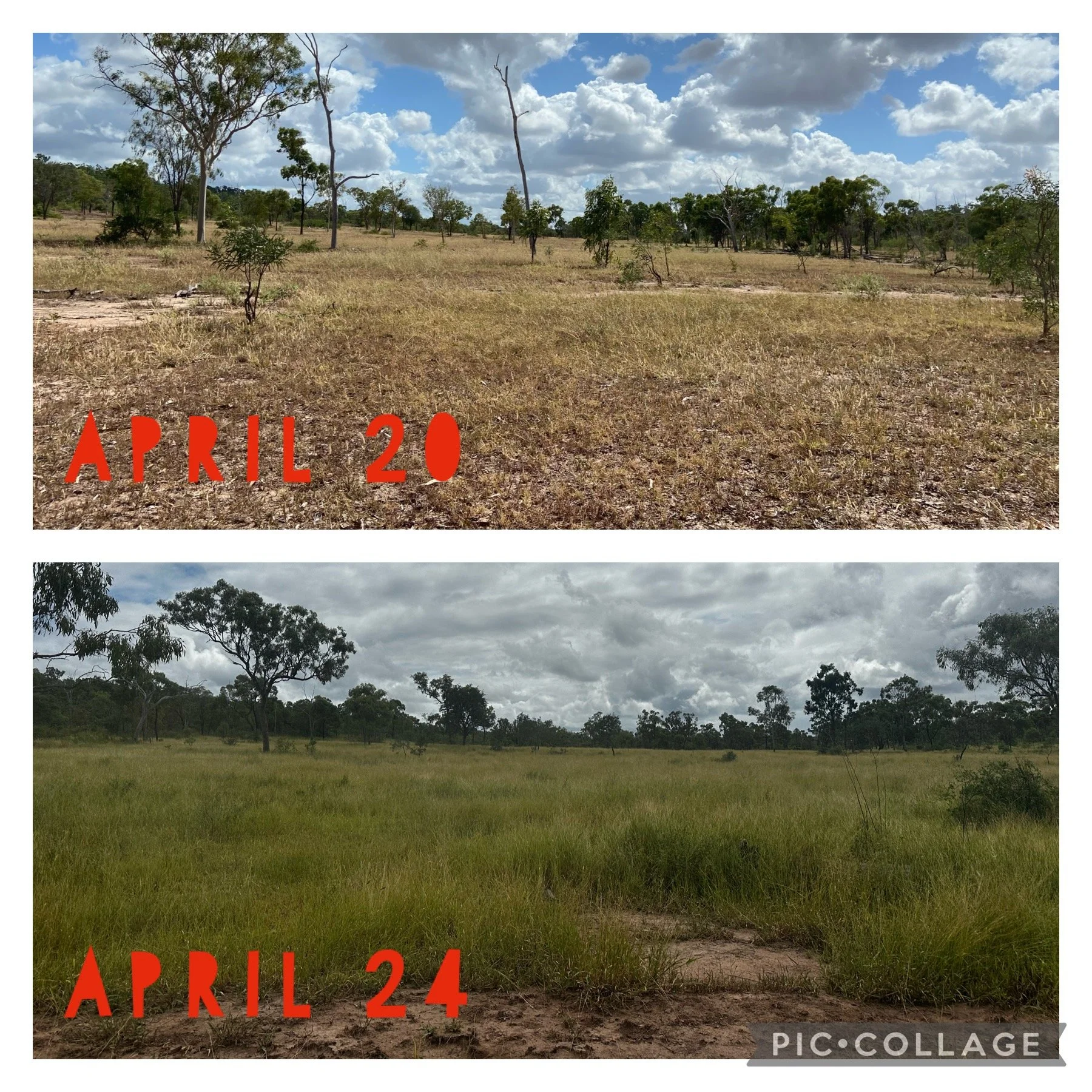 Comparison of a field from April 20 showing dry grass and sparse trees, to April 24 showing lush green grass and more trees under cloudy skies.