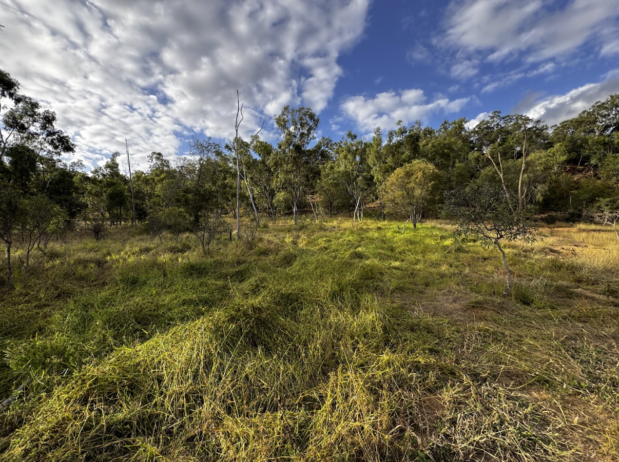 A grassy field with scattered trees under a sky with scattered clouds.