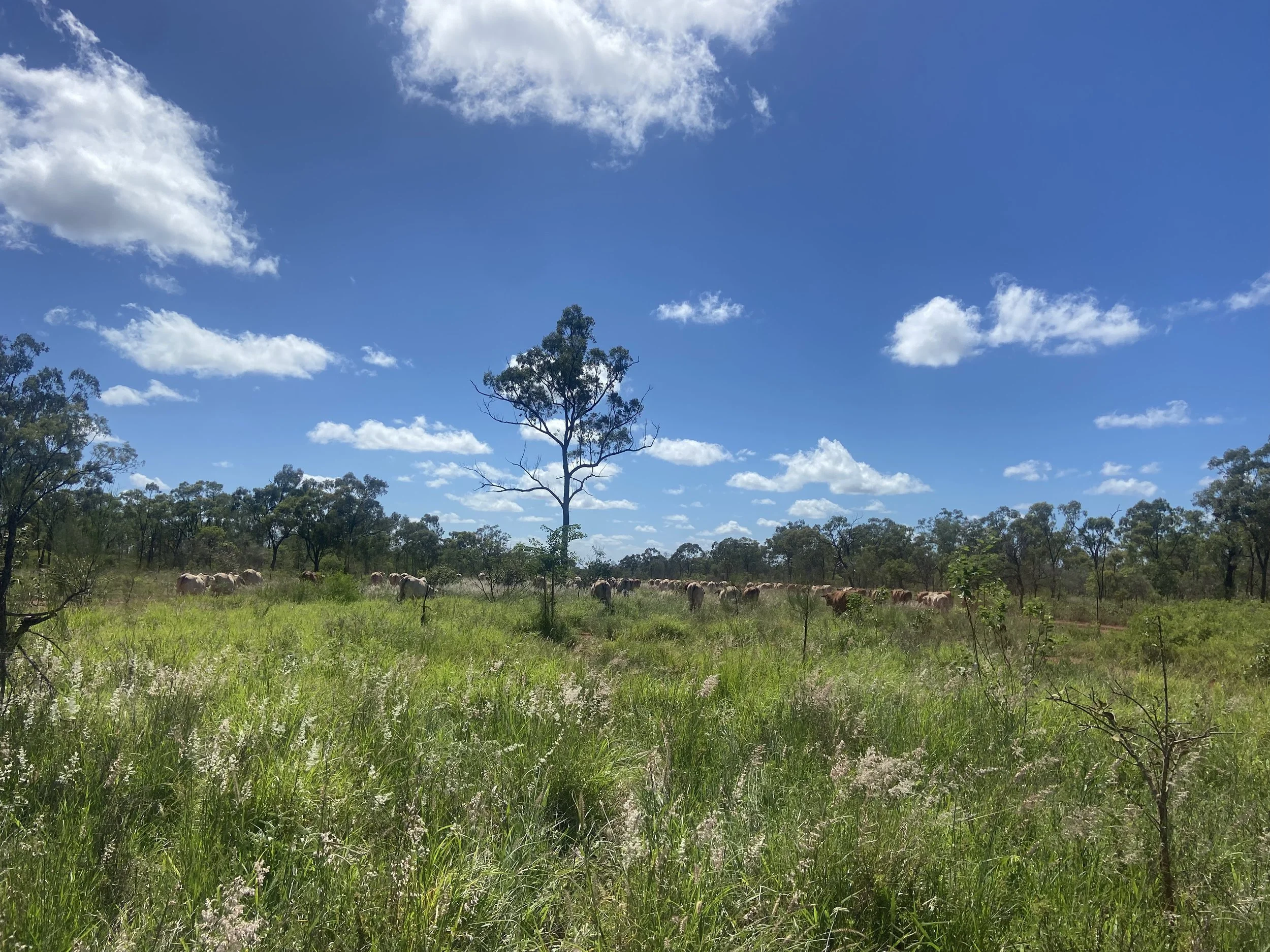 Open grassland with scattered trees under a bright blue sky with white clouds, cows grazing in the distance.