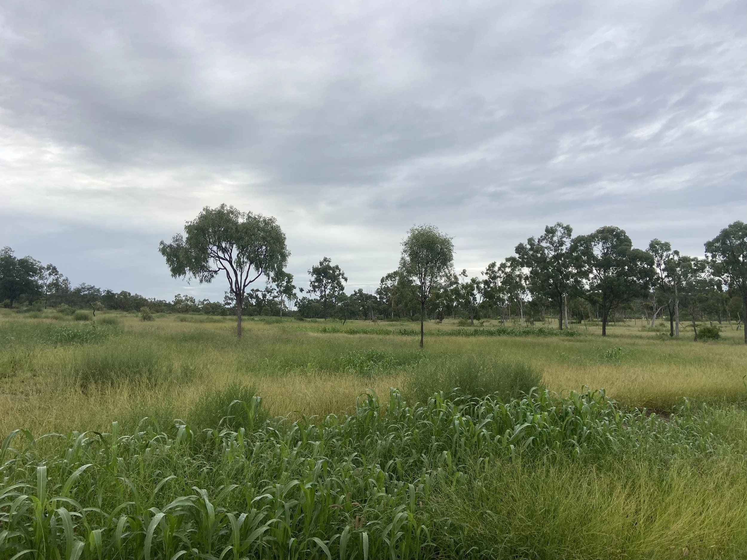 Open green field with tall grass and scattered trees under a cloudy sky.