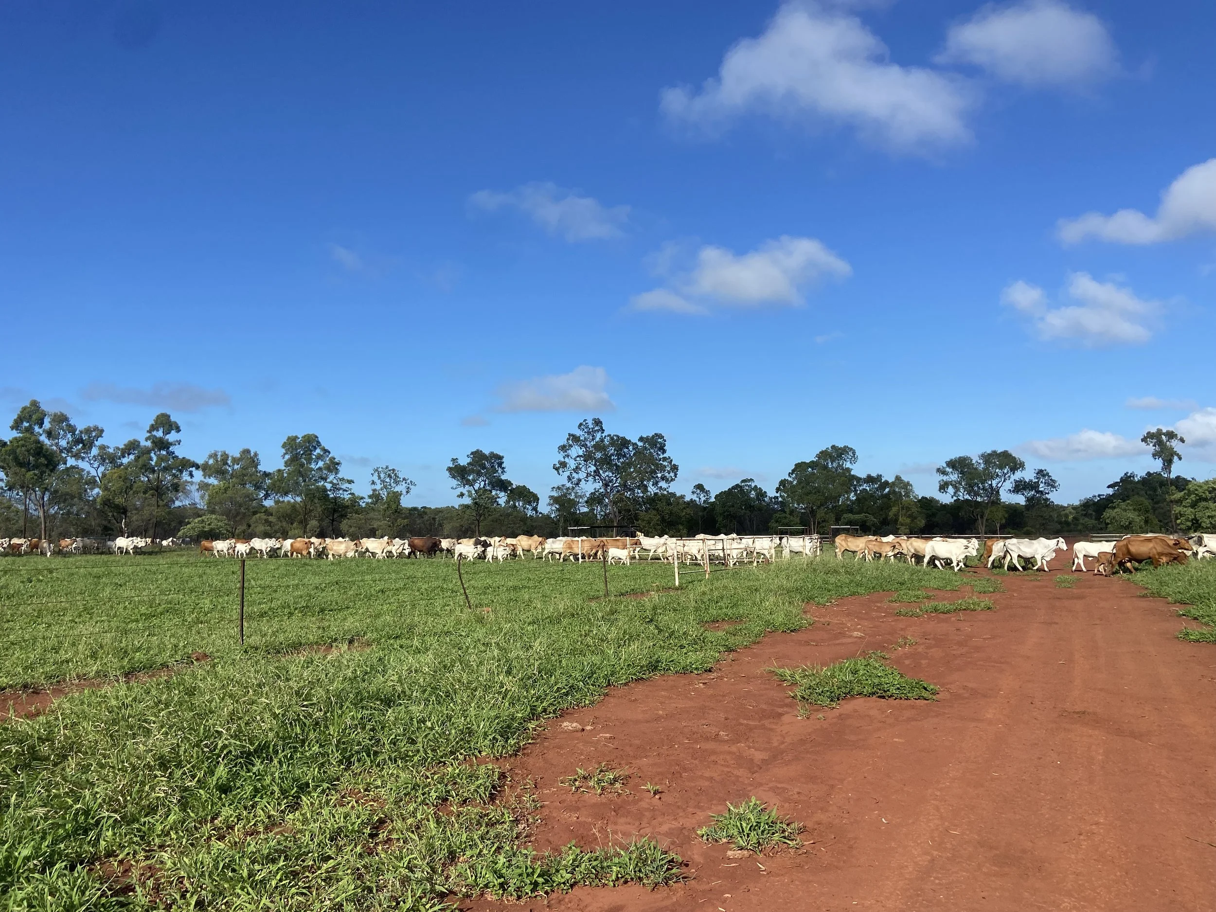 Group of cows grazing on green pasture with a brown dirt path and trees in the background under a blue sky with scattered clouds.