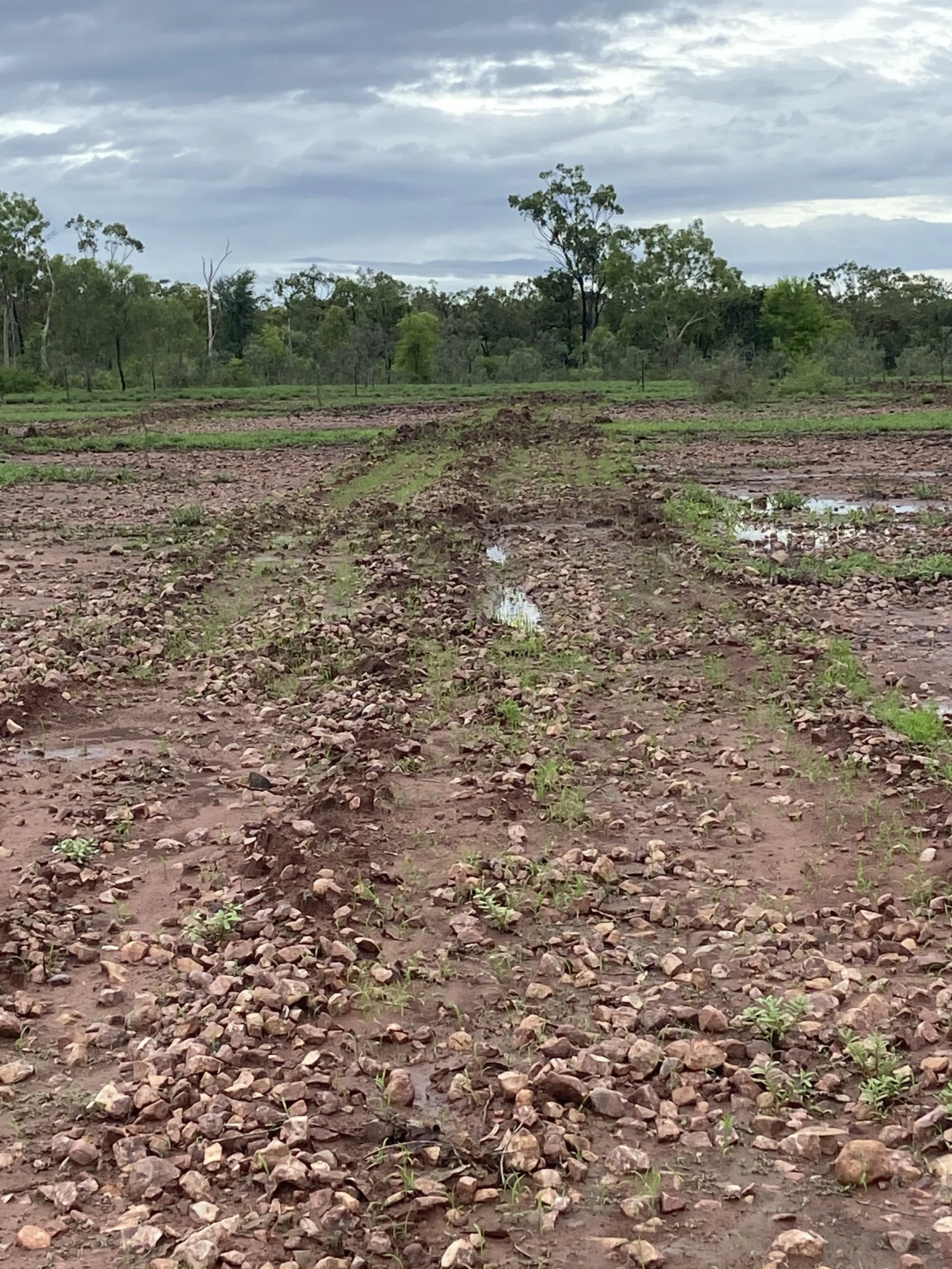 A dirt field with small rocks and plant sprouts, marked by tire tracks, under a cloudy sky with trees in the background.