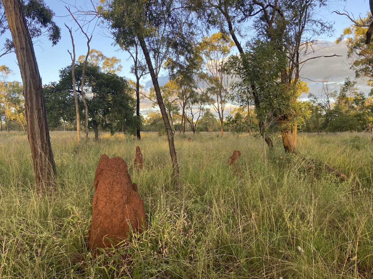 A grassy field with trees and termite mounds scattered throughout, under a partly cloudy sky.