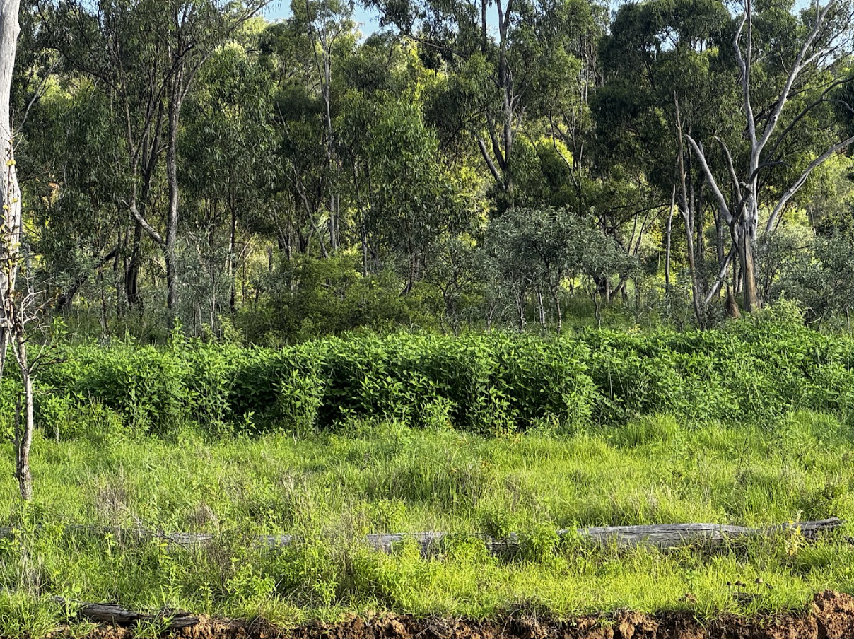 A lush green forest with a variety of trees and dense shrubbery, with sunlight filtering through the leaves.