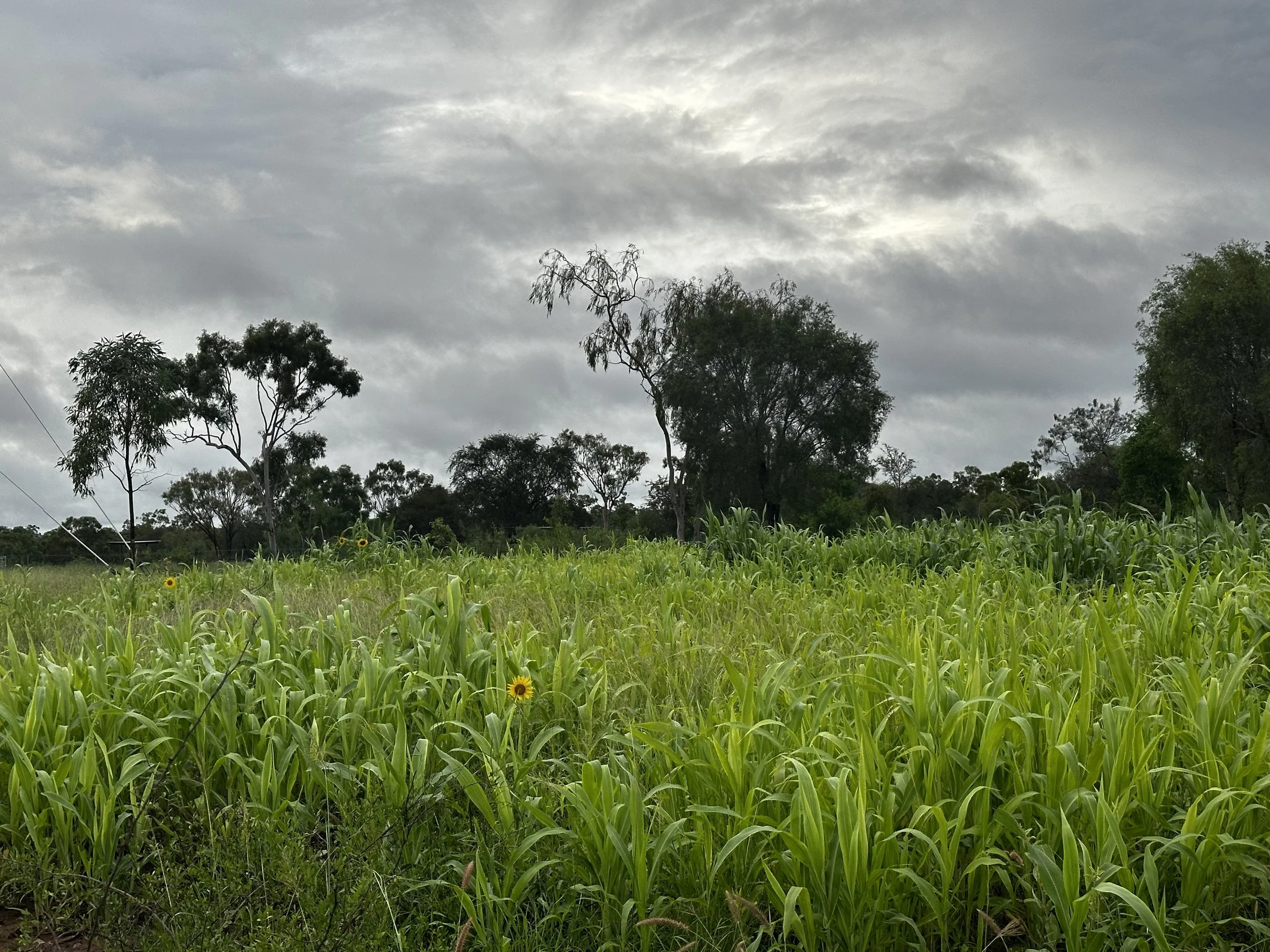 A lush green field of tall grass and plants, with a few yellow flowers visible. In the background, there are various trees under a cloudy sky.