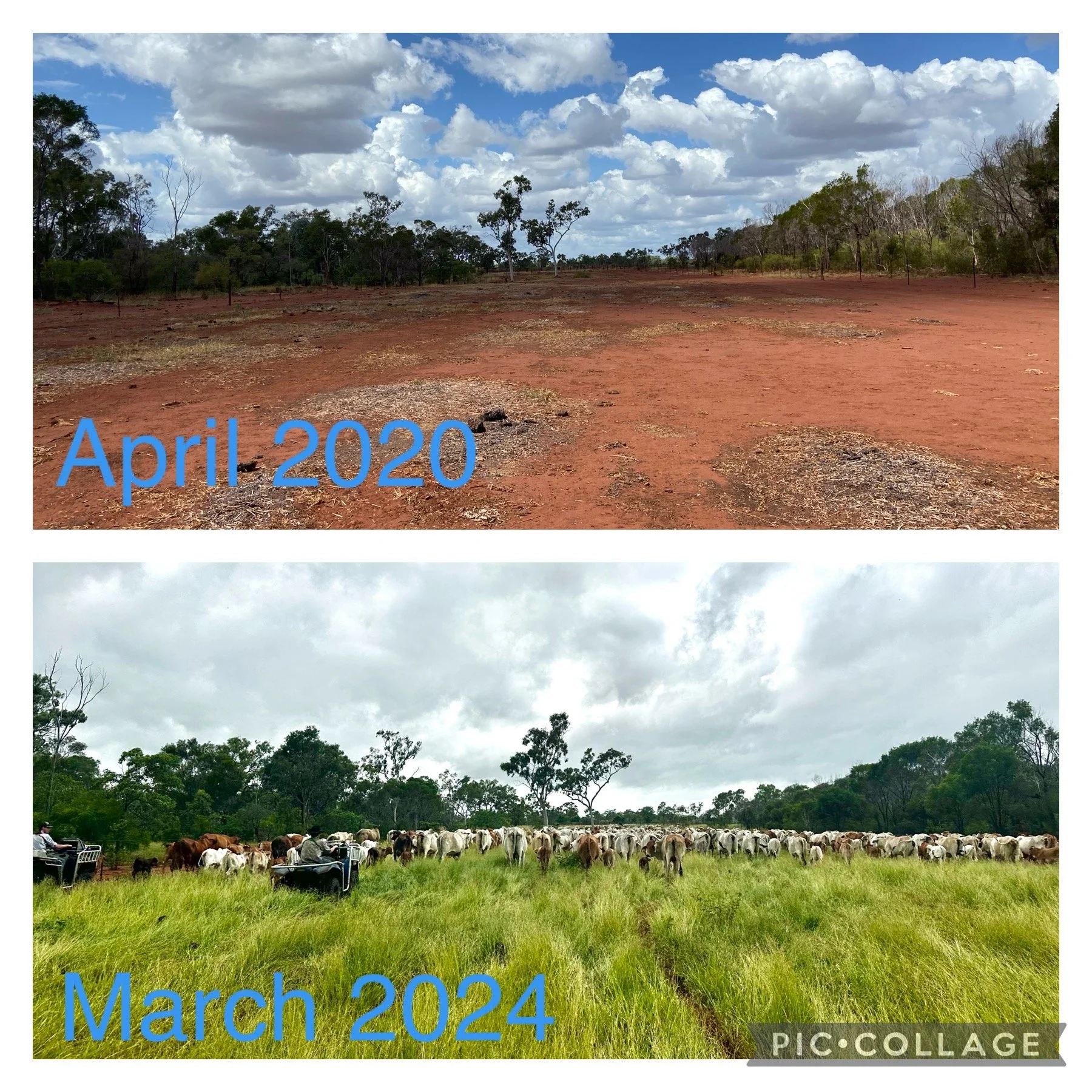 Comparison of a dry red dirt field in April 2020 and a green grassy field with cattle and people in March 2024, showing environmental change over time.