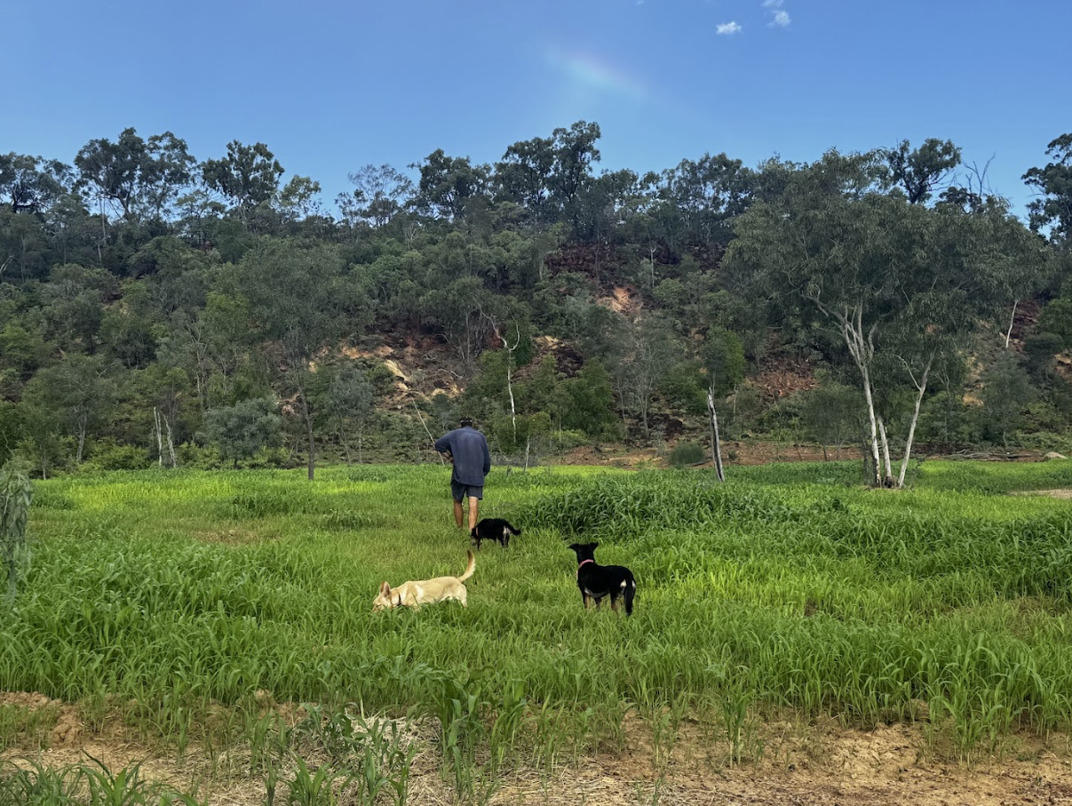 A person walking with three dogs in a grassy field, with trees and a hillside in the background and a blue sky overhead.