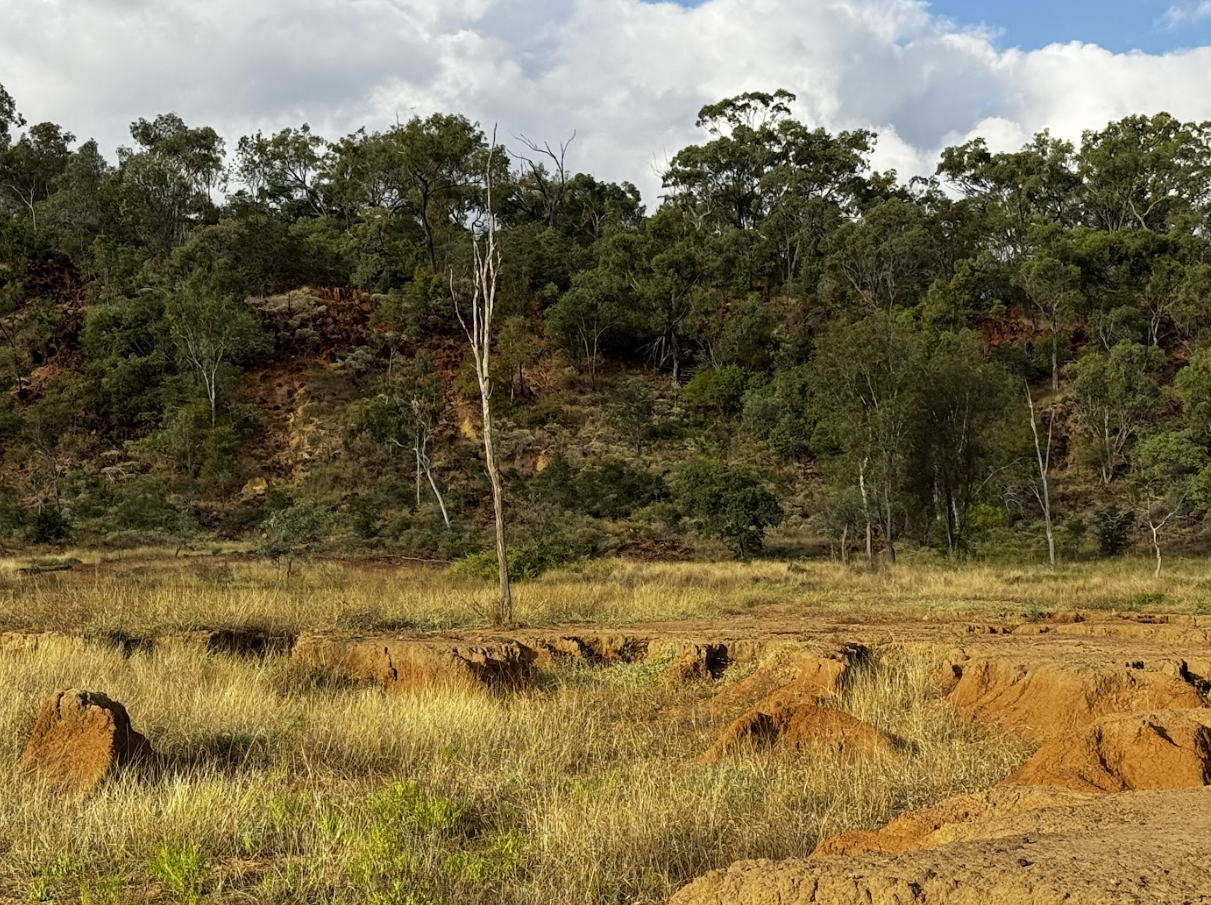 A dry grassy landscape with rocks in the foreground and a tree-covered hill in the background under a partly cloudy sky.