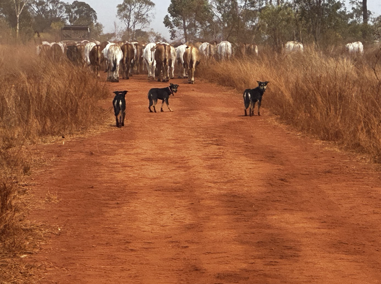 A dirt road with three black and white dogs standing in the middle, facing towards the camera. In the background, cattle are walking away on the same road through a rural landscape with dry grass and scattered trees.