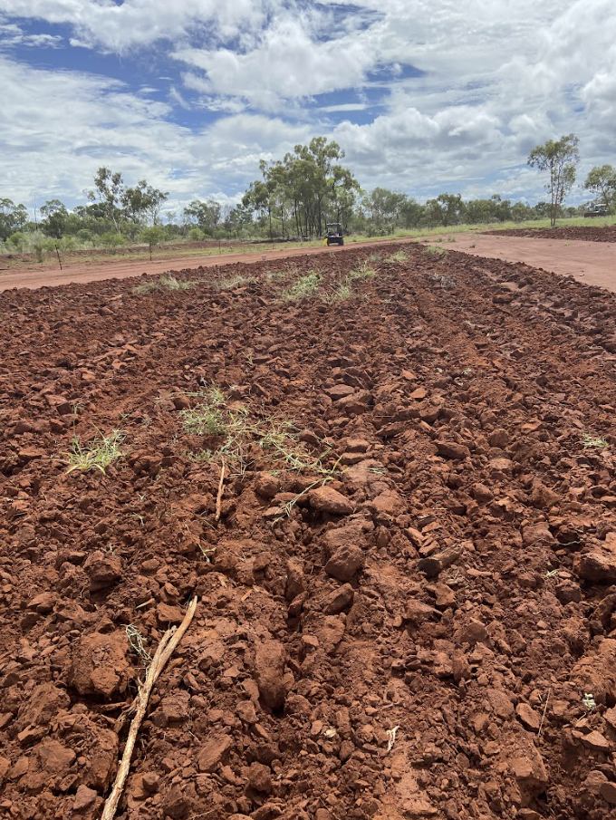 A dirt road with freshly plowed soil and small plants growing in the field, with trees and a partly cloudy sky in the background.