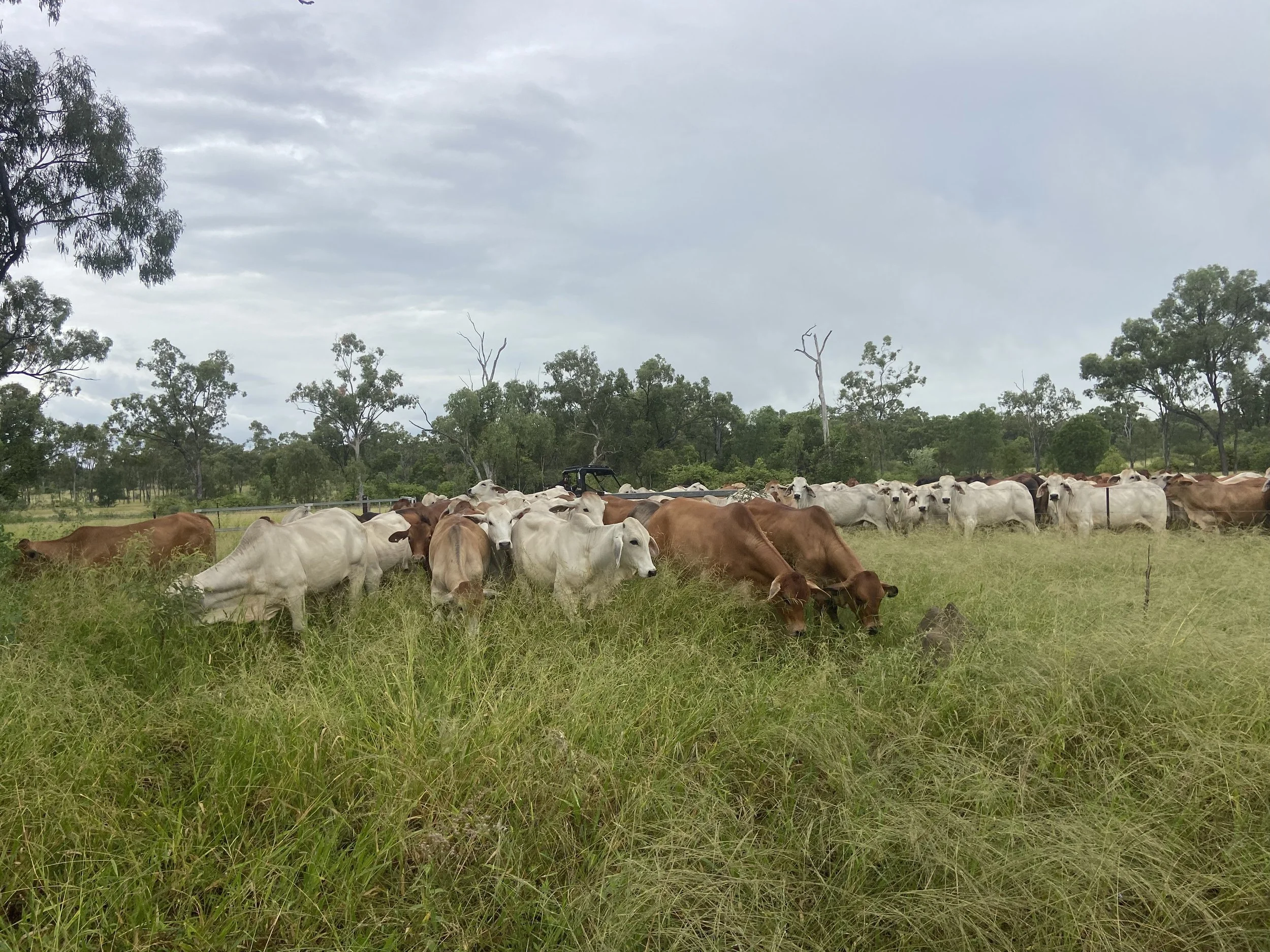 A herd of cows grazing on a grassy field under cloudy sky, surrounded by trees.