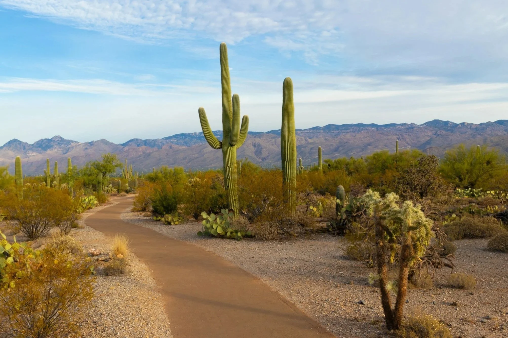 A desert landscape with tall saguaro cacti, shrubs, and a winding path, mountains in the background, and a partly cloudy sky.