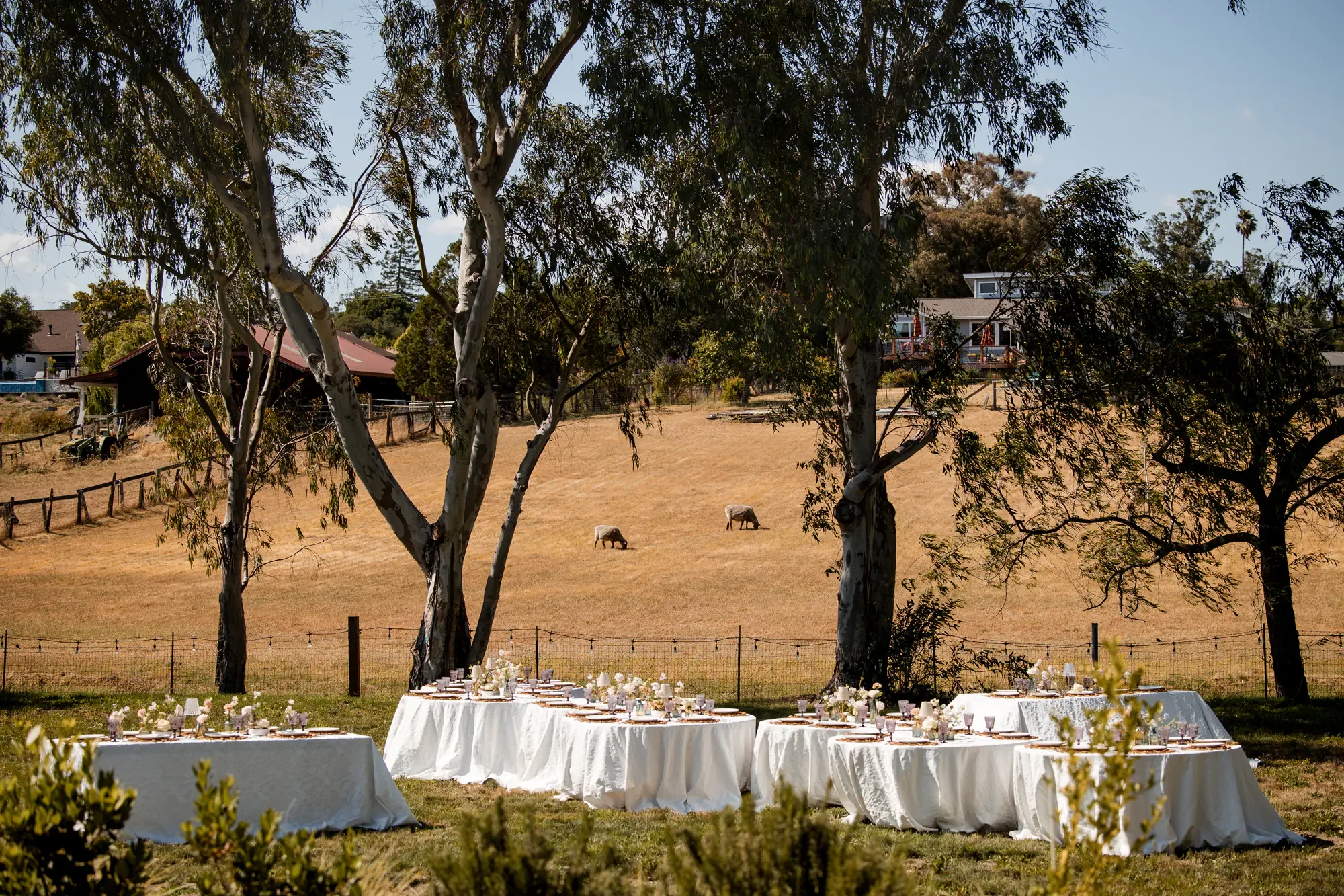 Outdoor wedding reception setup with tables covered in white cloth and decorated with flowers and candles, set in a grassy area with trees and a hill in the background, where sheep can be seen grazing.