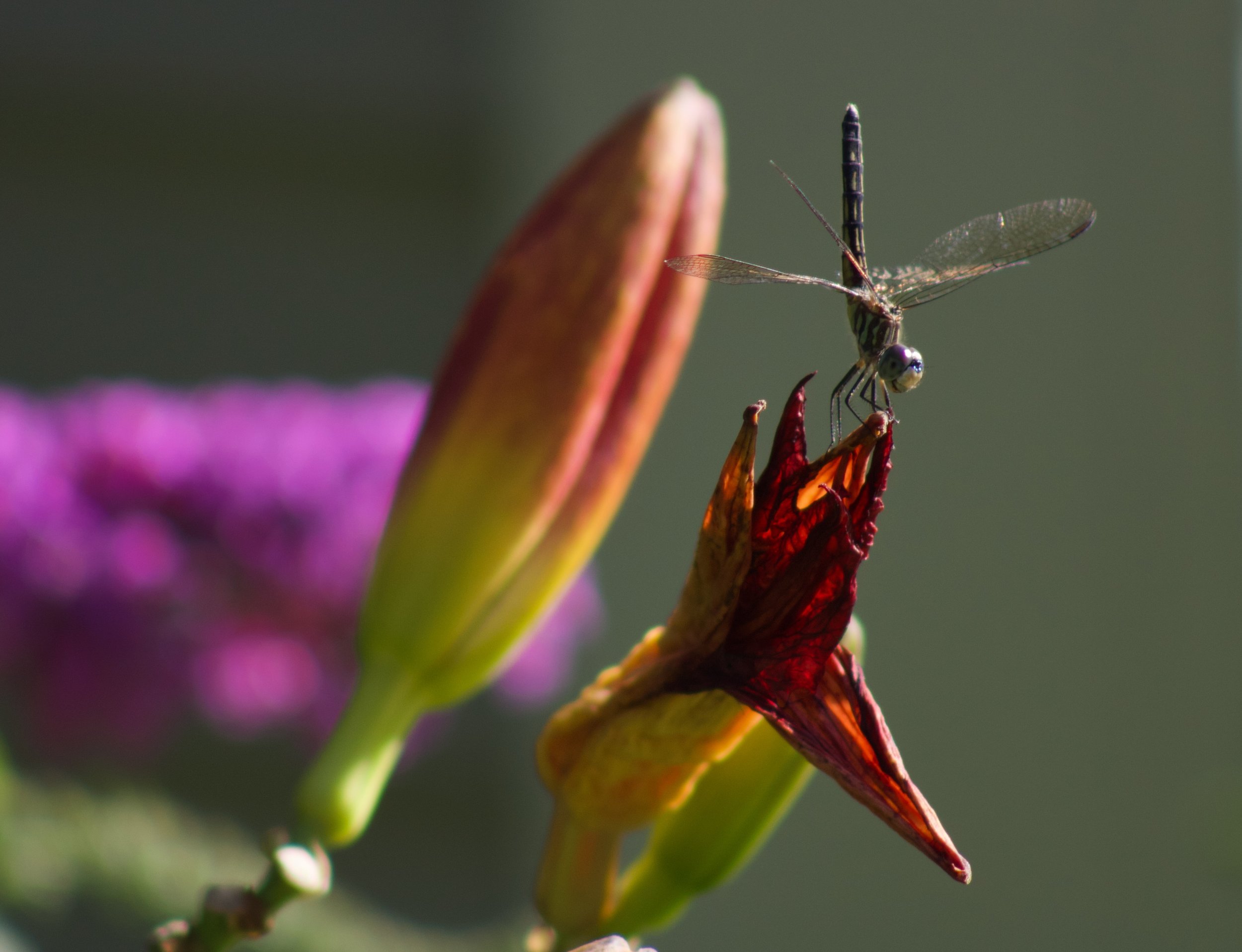 IMG_4174.jpeg