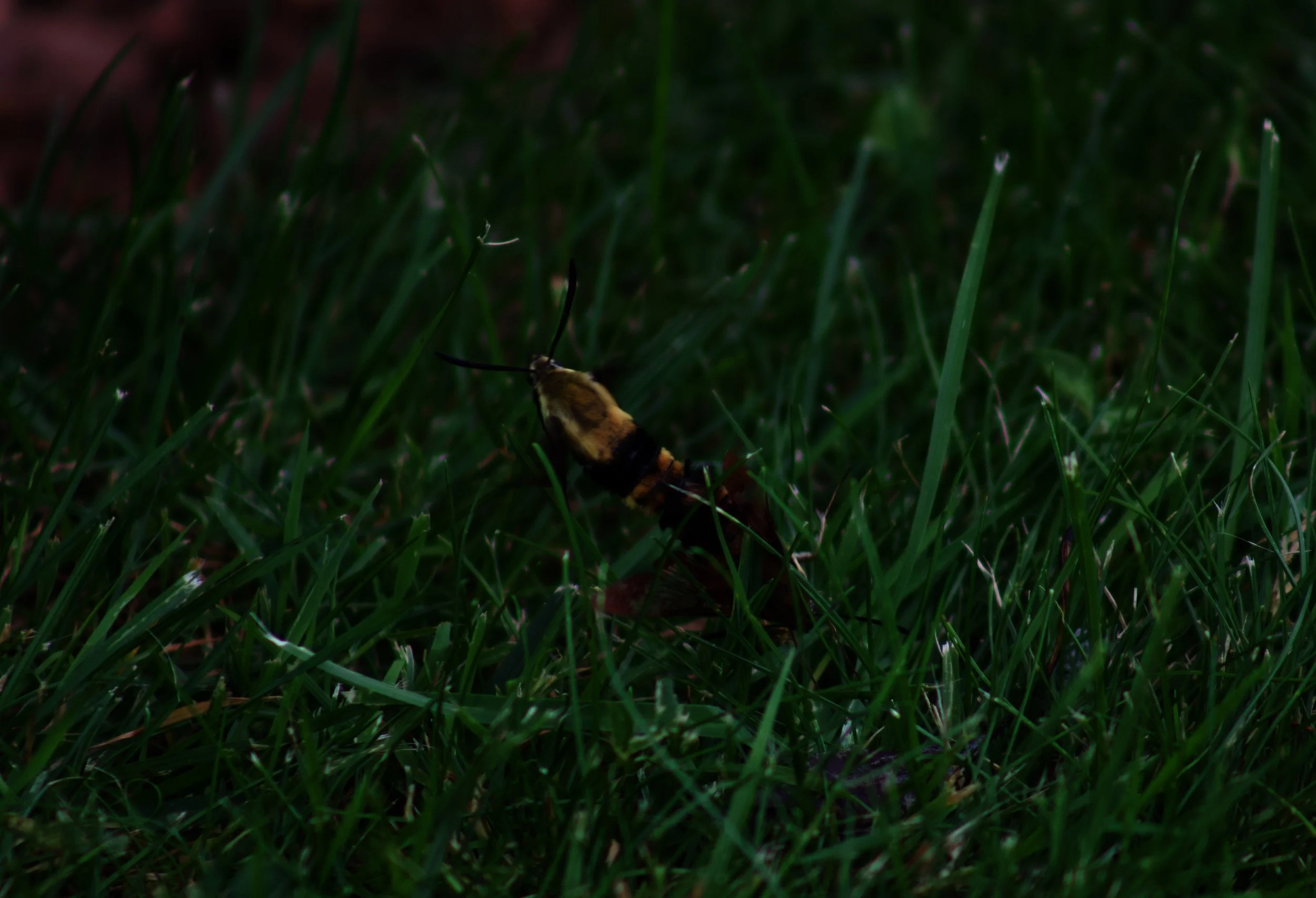 IMG_3615.jpeg