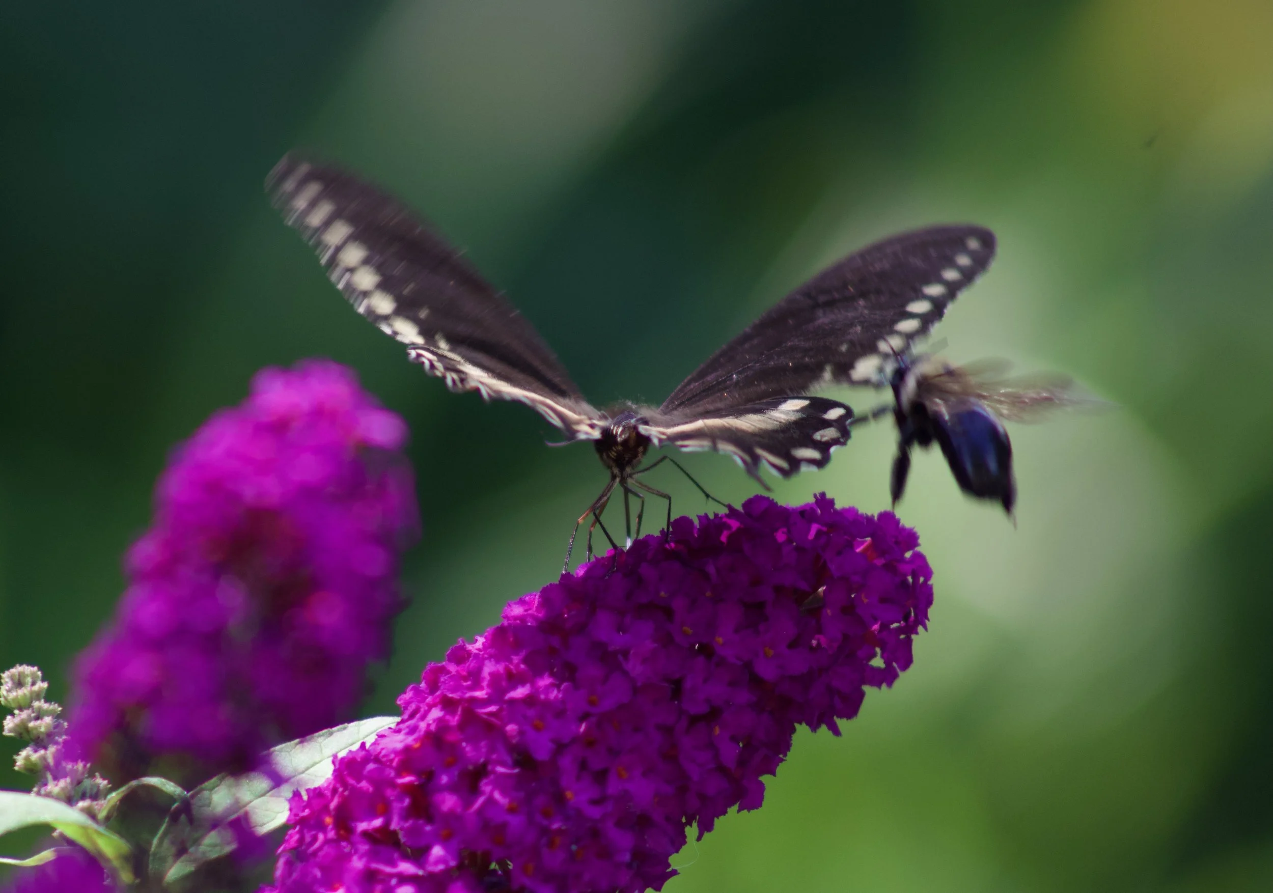 IMG_6801.jpeg