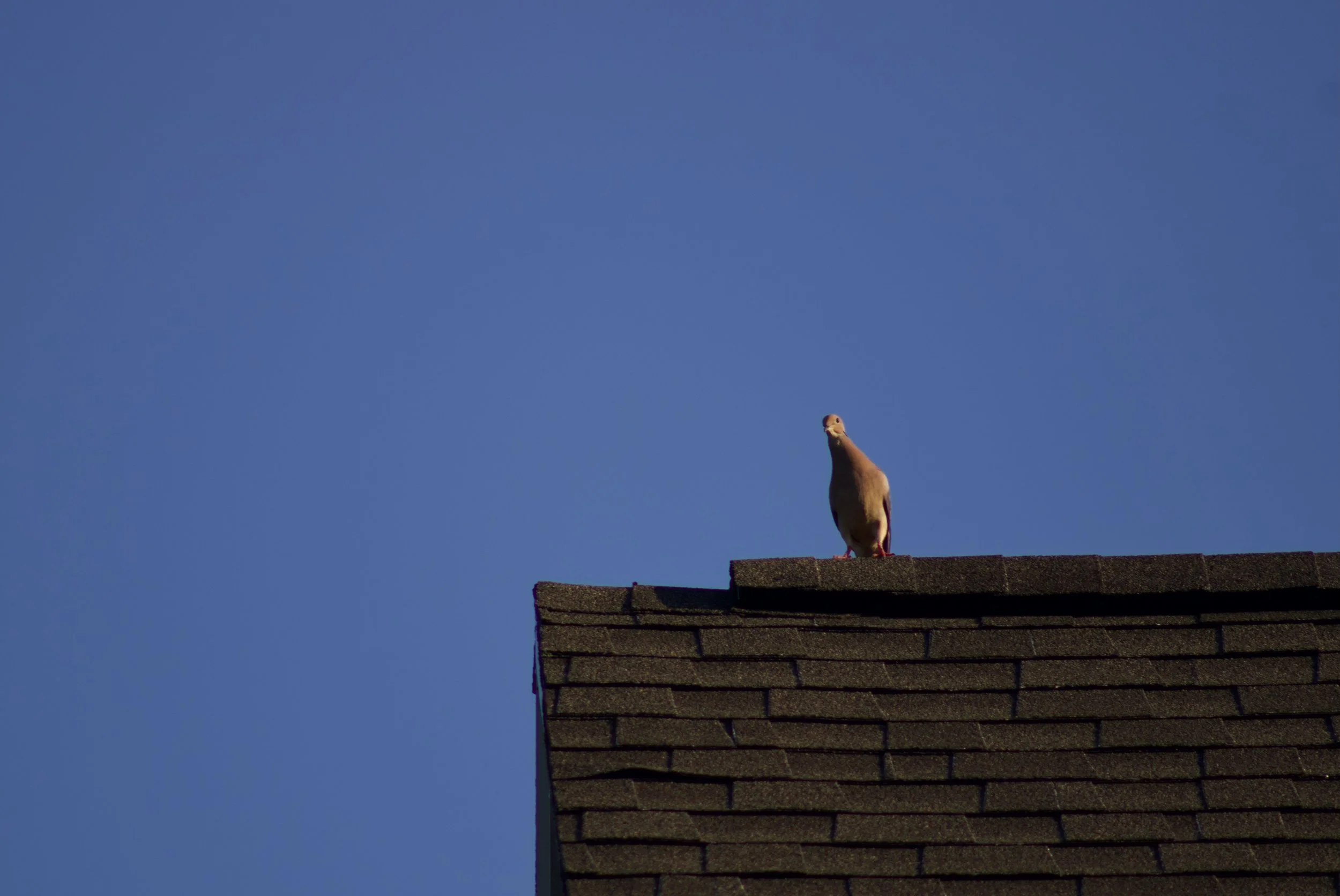 IMG_4429.jpeg