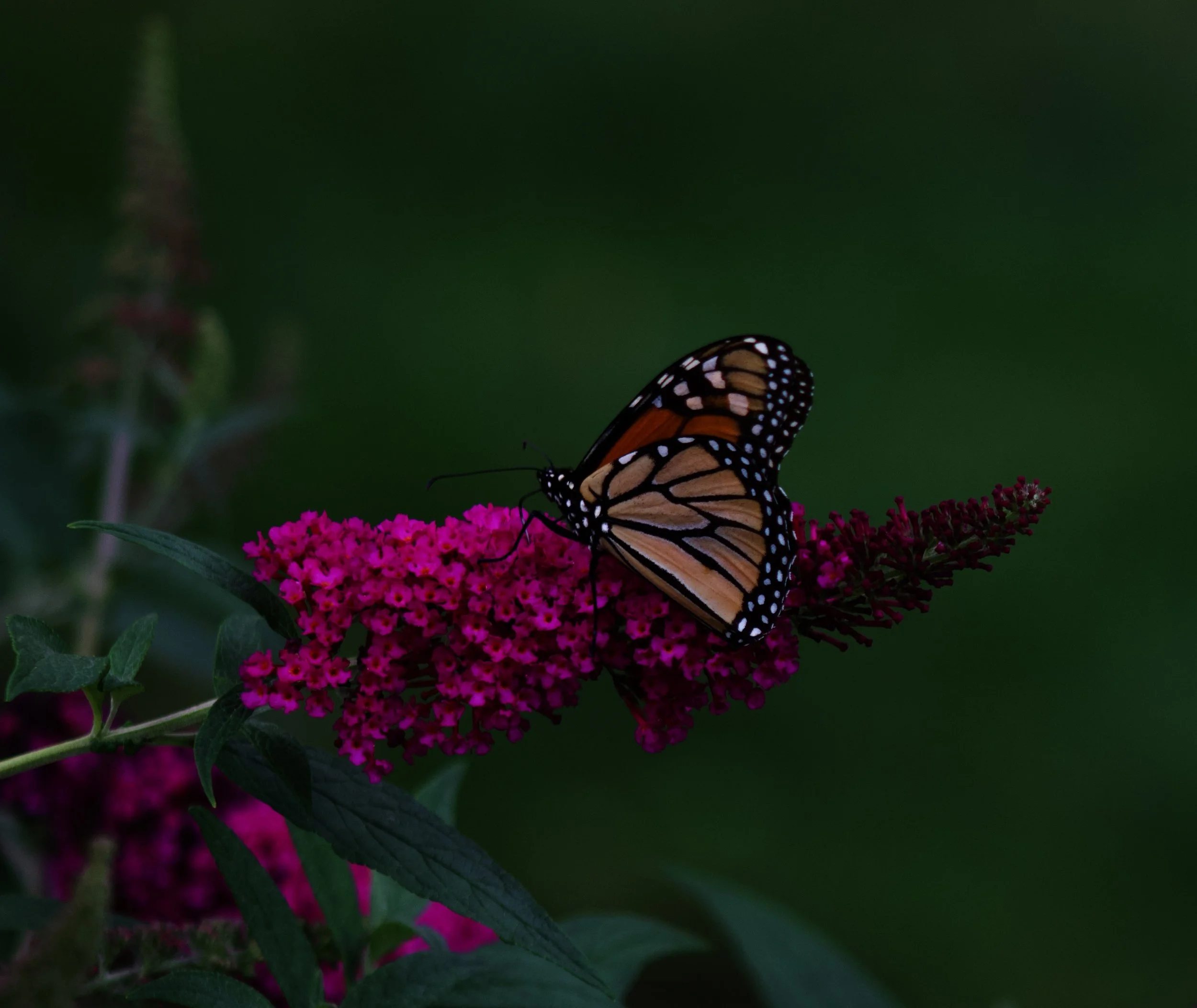 IMG_3654.jpeg