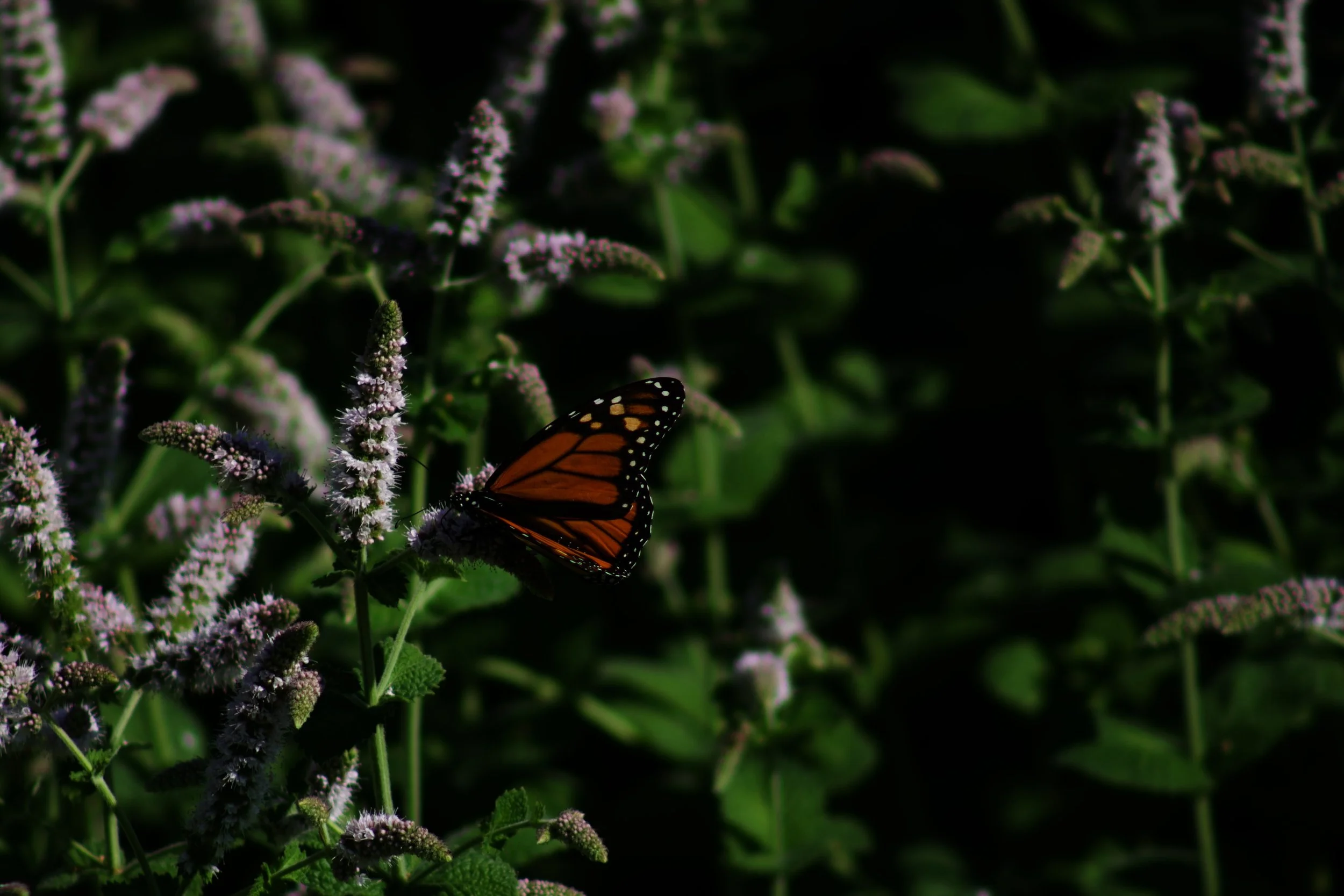 IMG_0375.jpeg