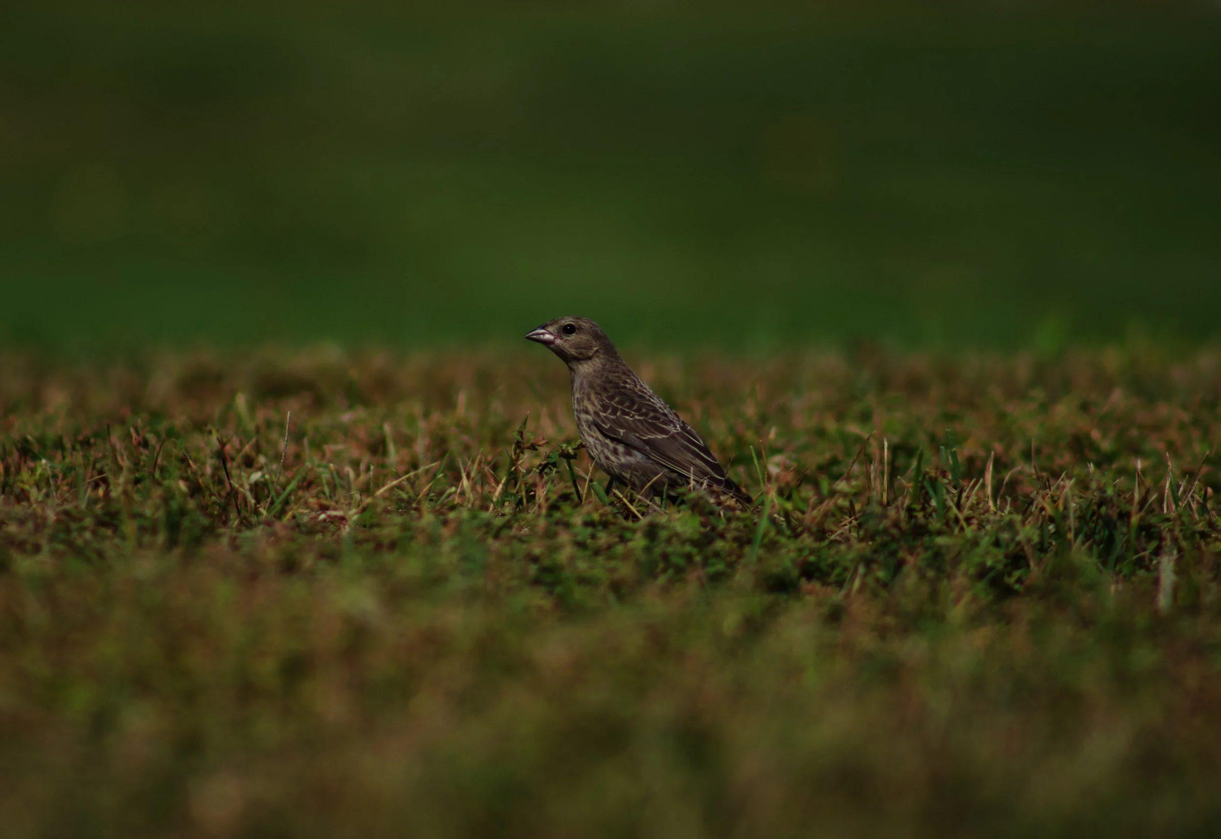 IMG_2895.jpeg