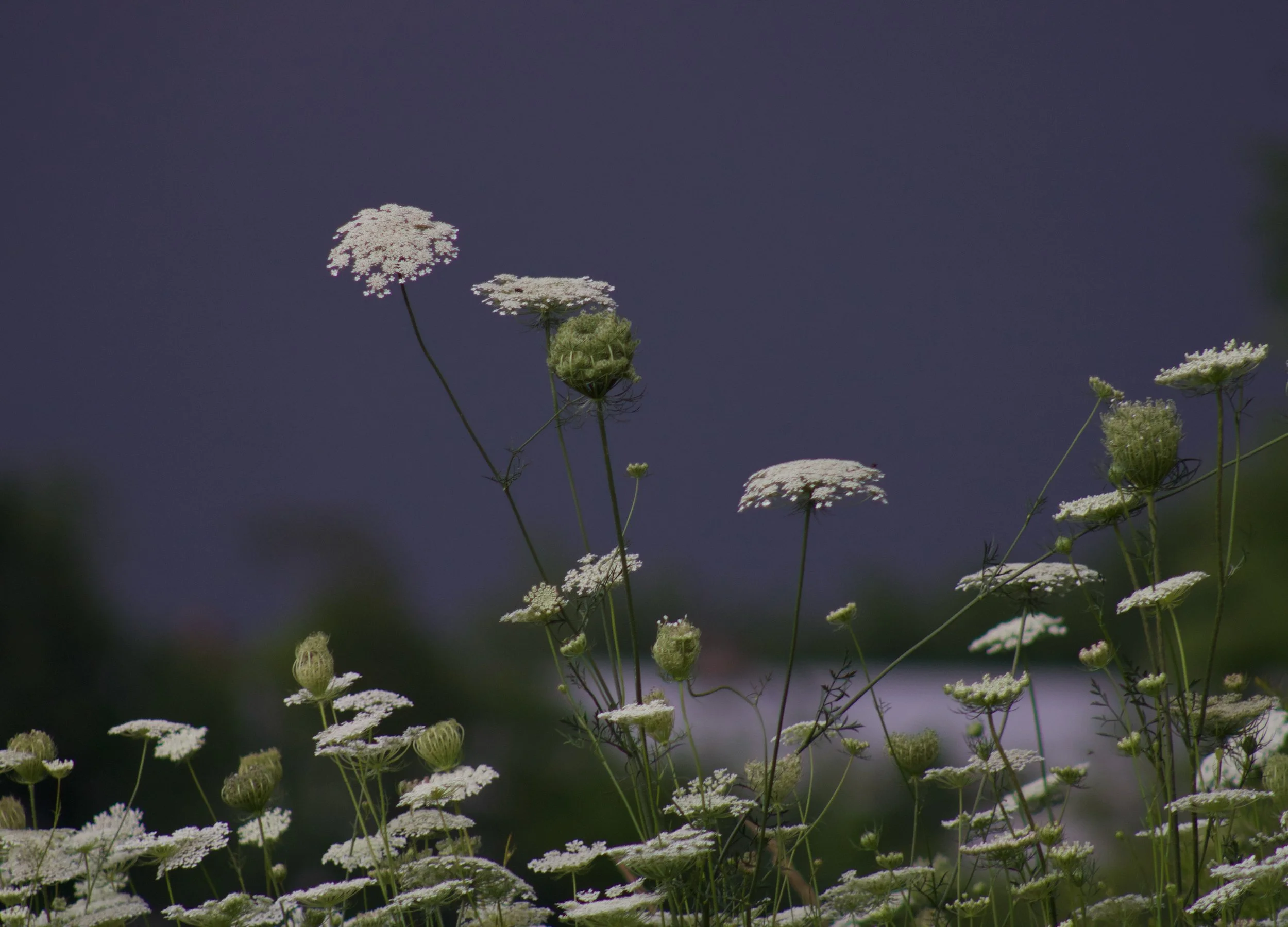 IMG_0542.jpeg