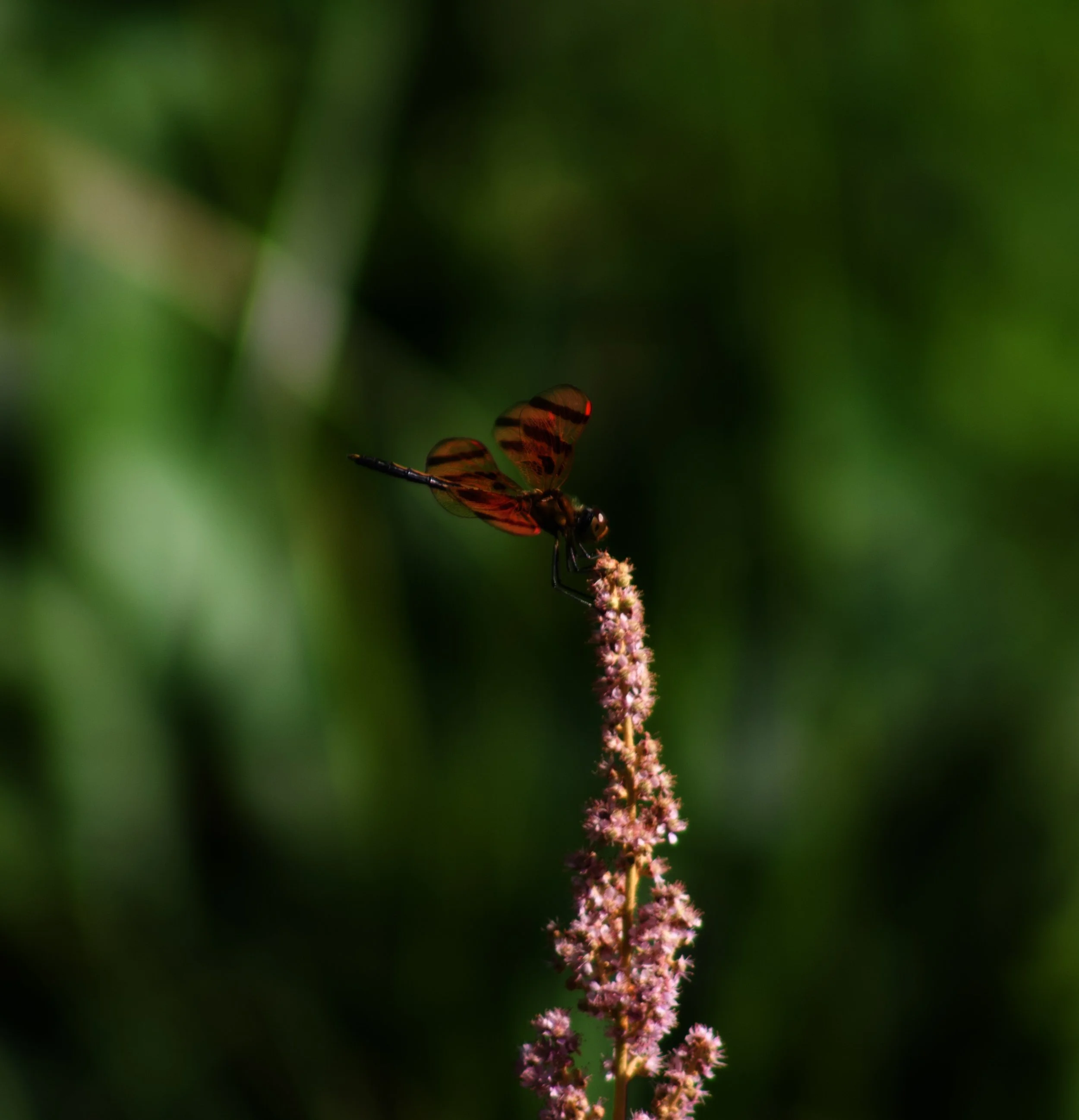 IMG_2597.jpeg