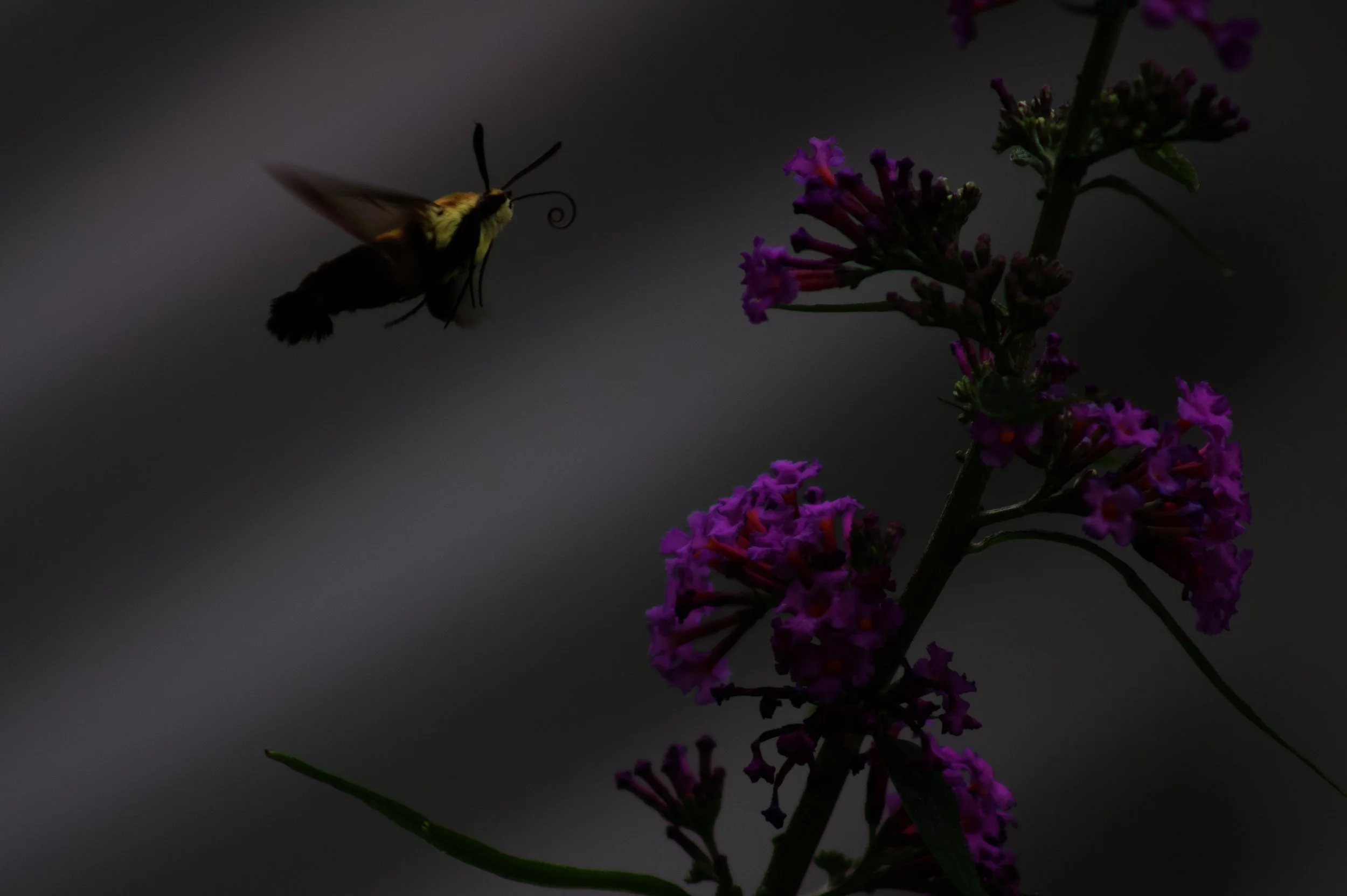 IMG_3568.jpeg