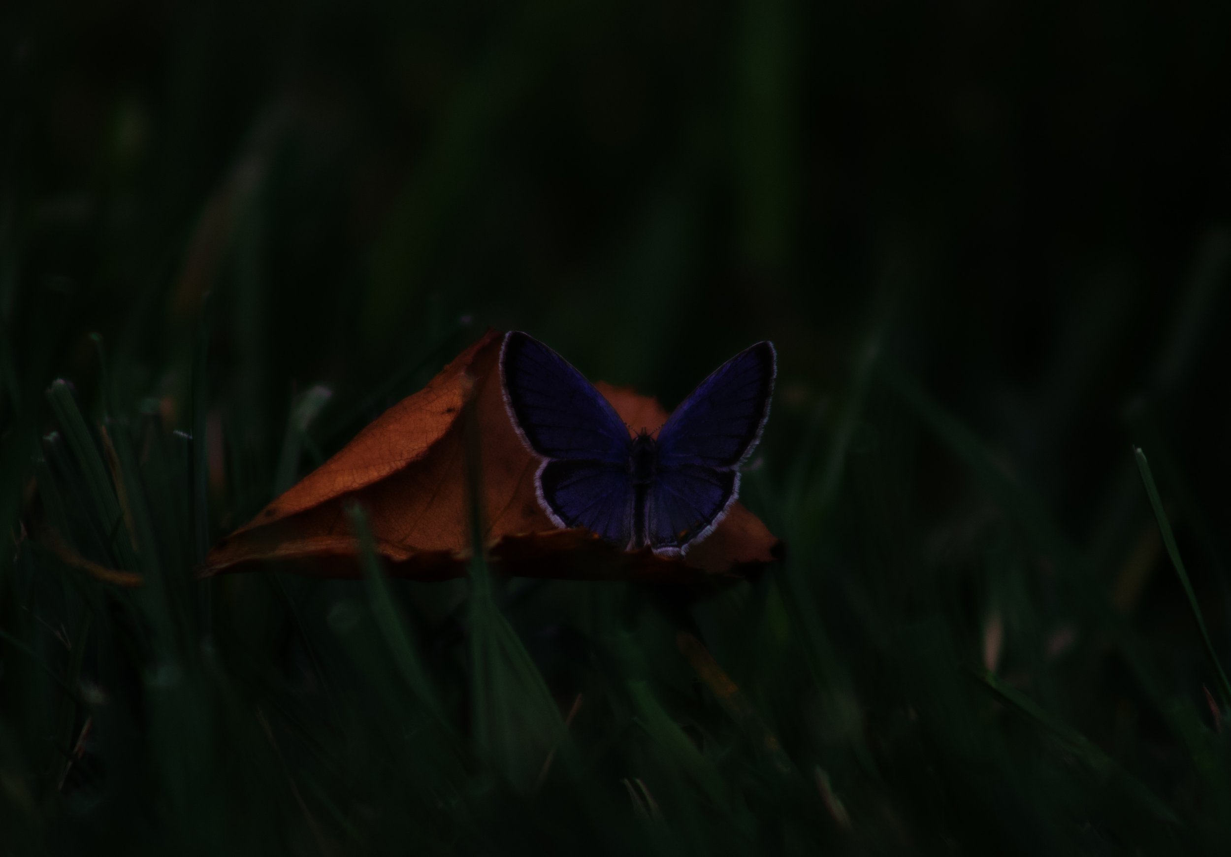 IMG_3138.jpeg