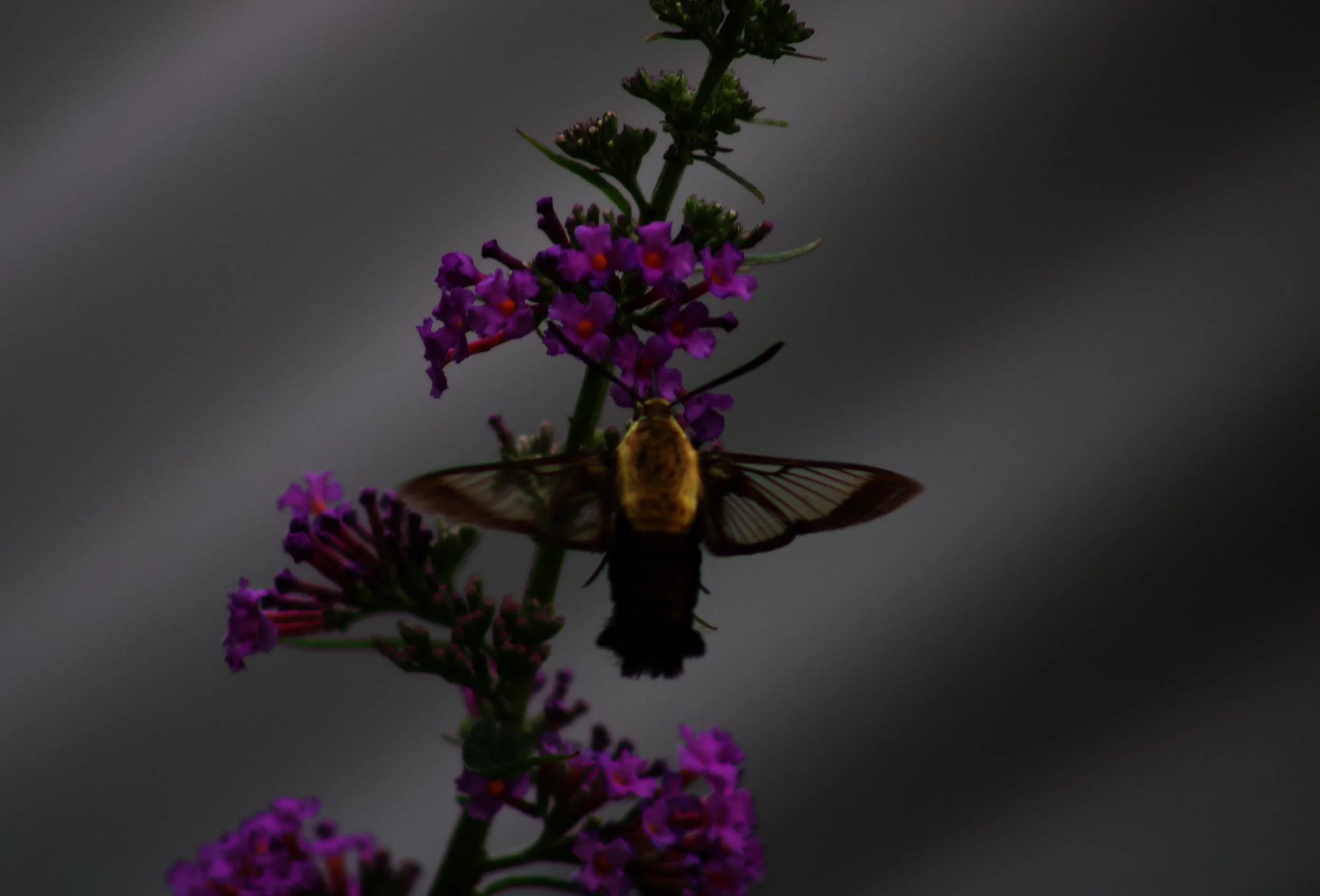IMG_3564.jpeg