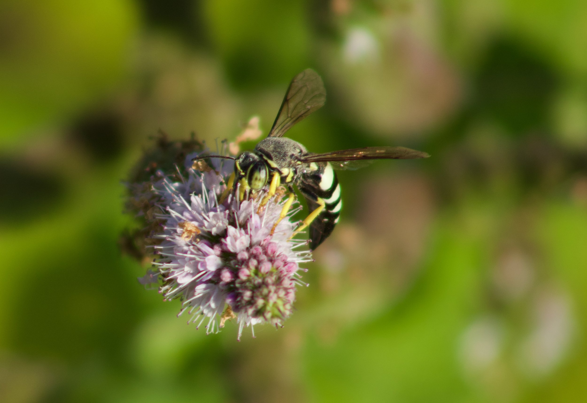 IMG_7131.jpeg