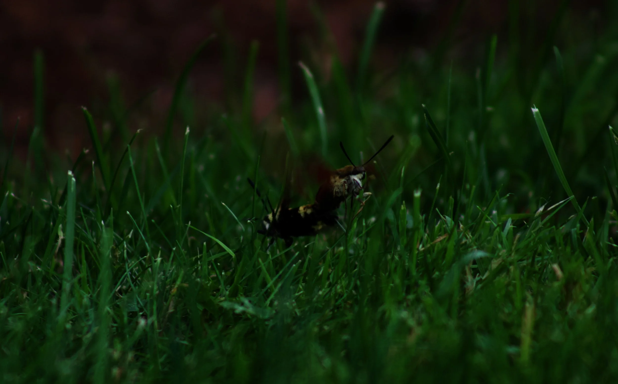 IMG_3619.jpeg