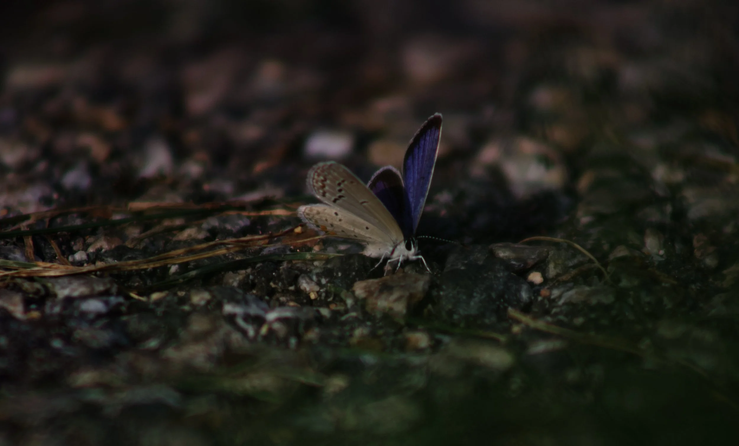 IMG_3123.jpeg