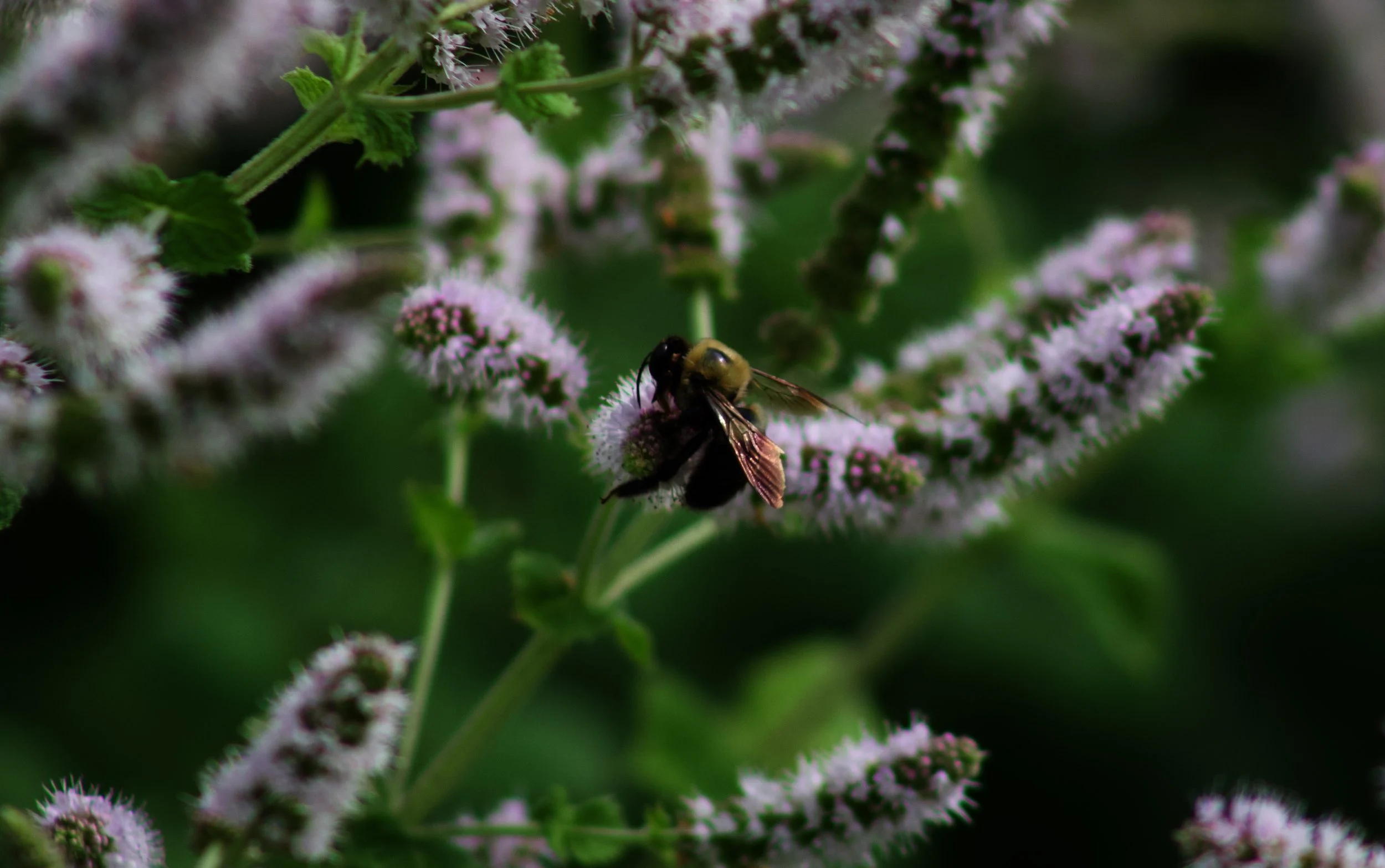 IMG_3576.jpeg