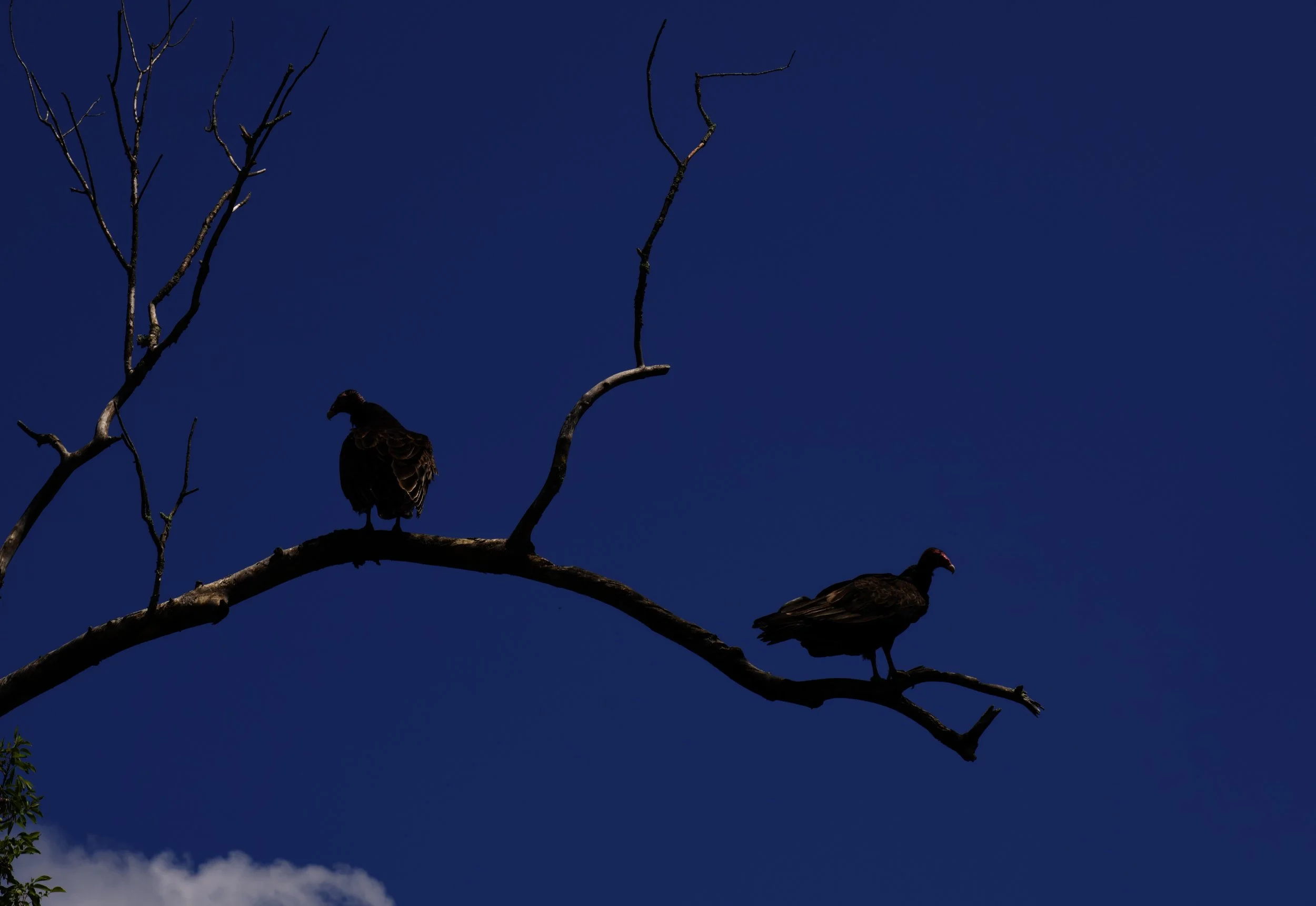 IMG_0212.jpeg