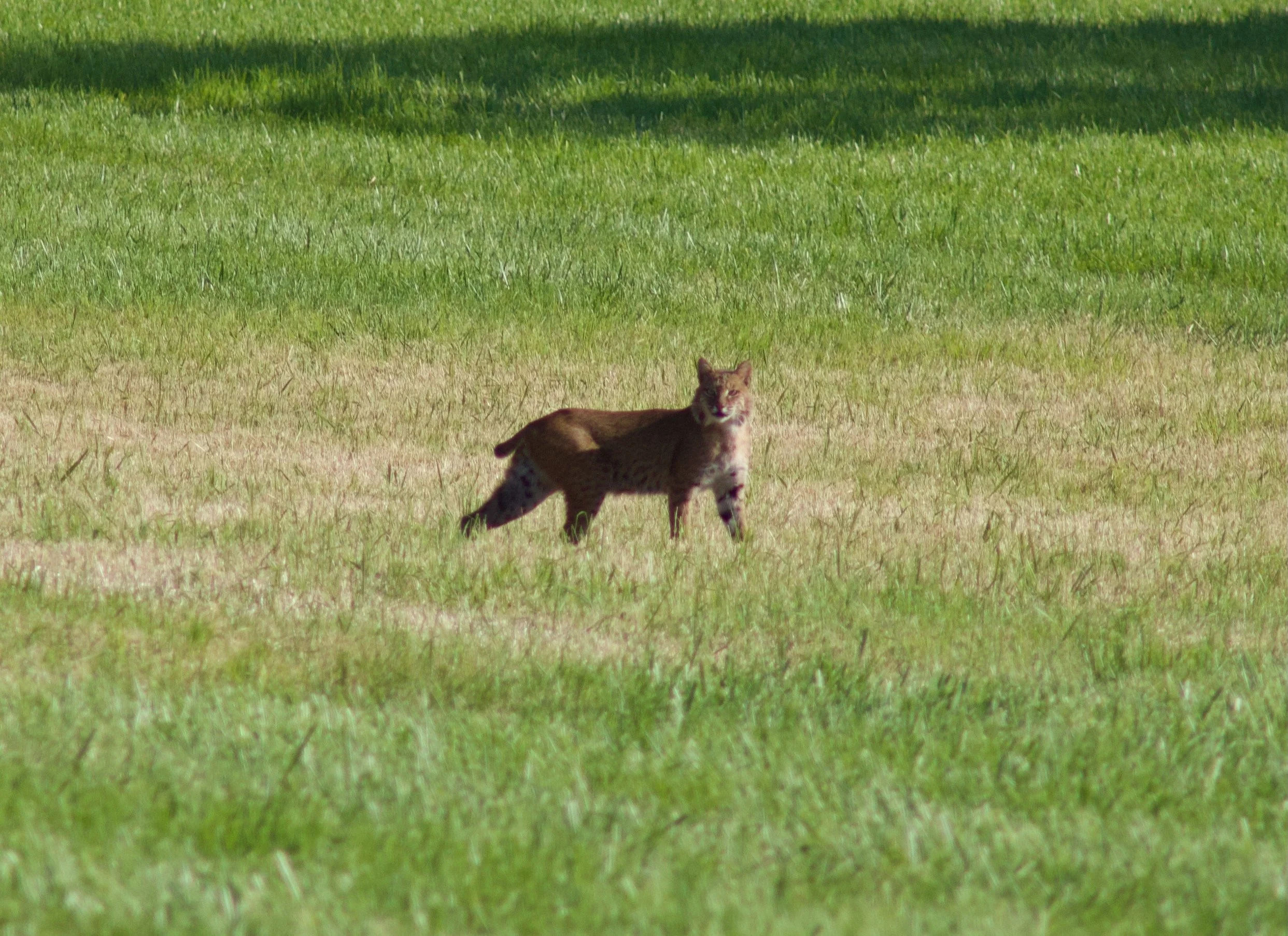 July 2026 - Hollis, NH
