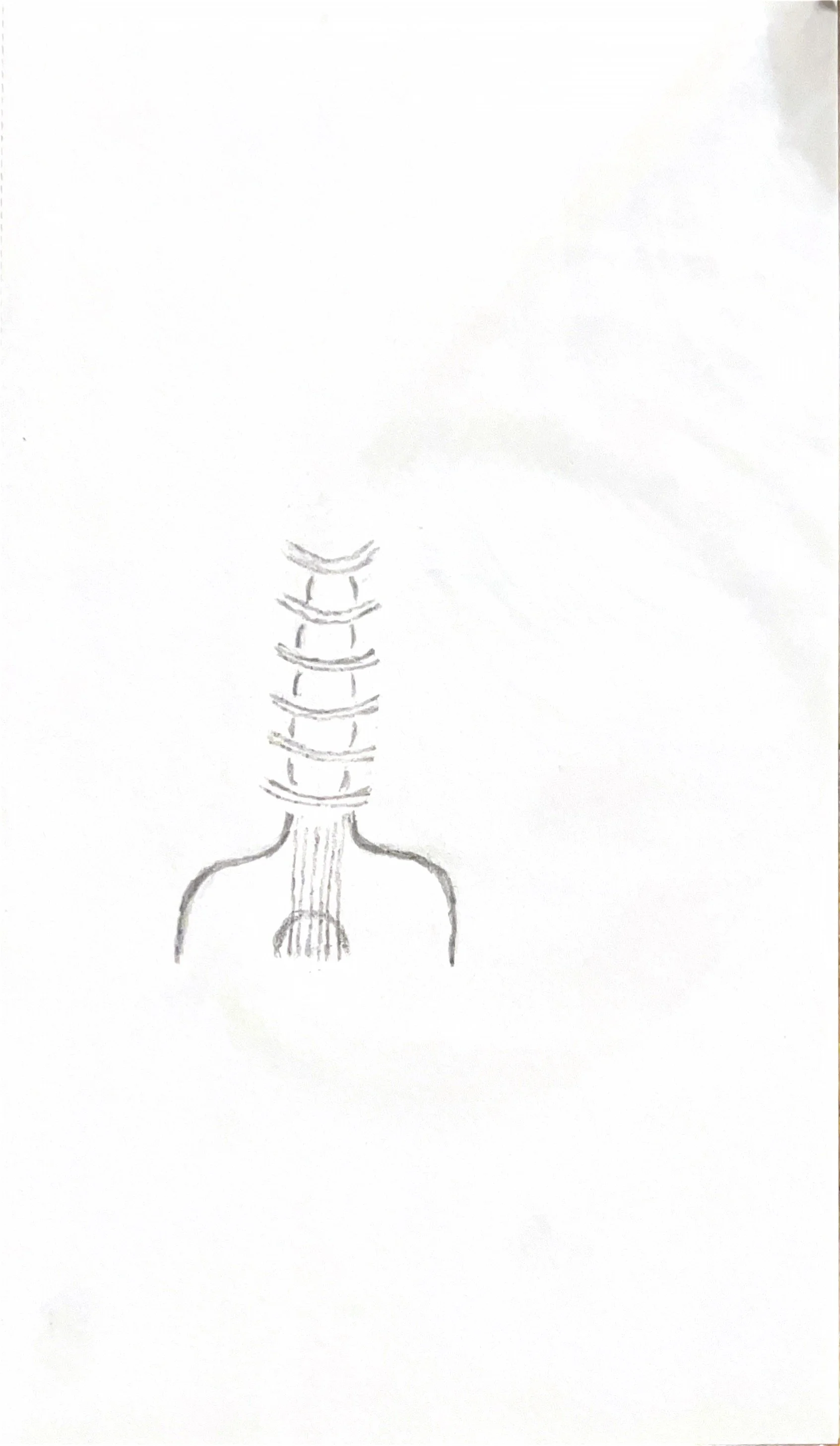 spine guitar.jpg