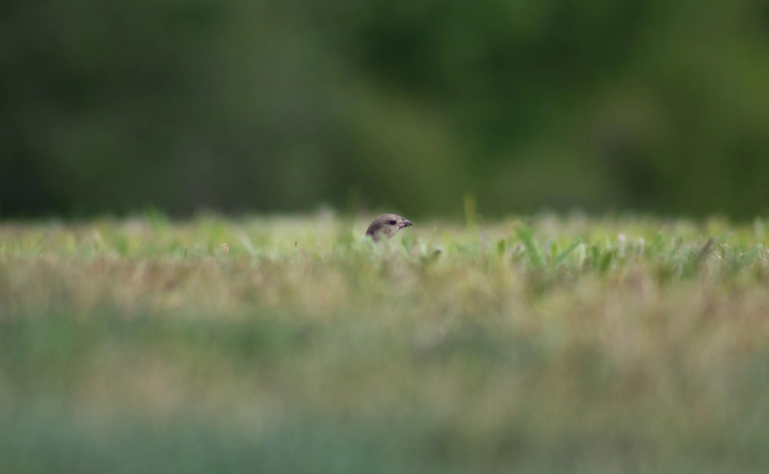 IMG_2828.jpeg