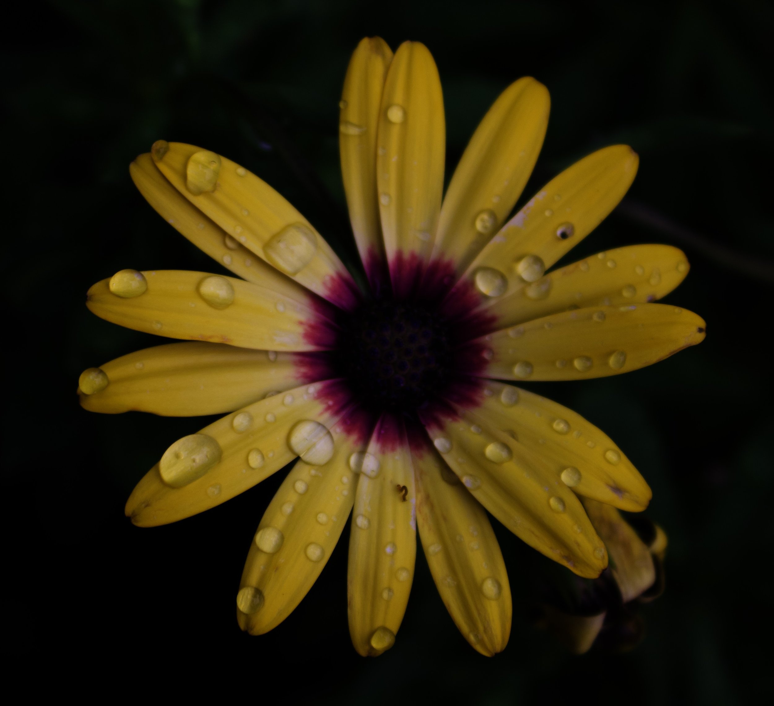 IMG_1667.jpeg