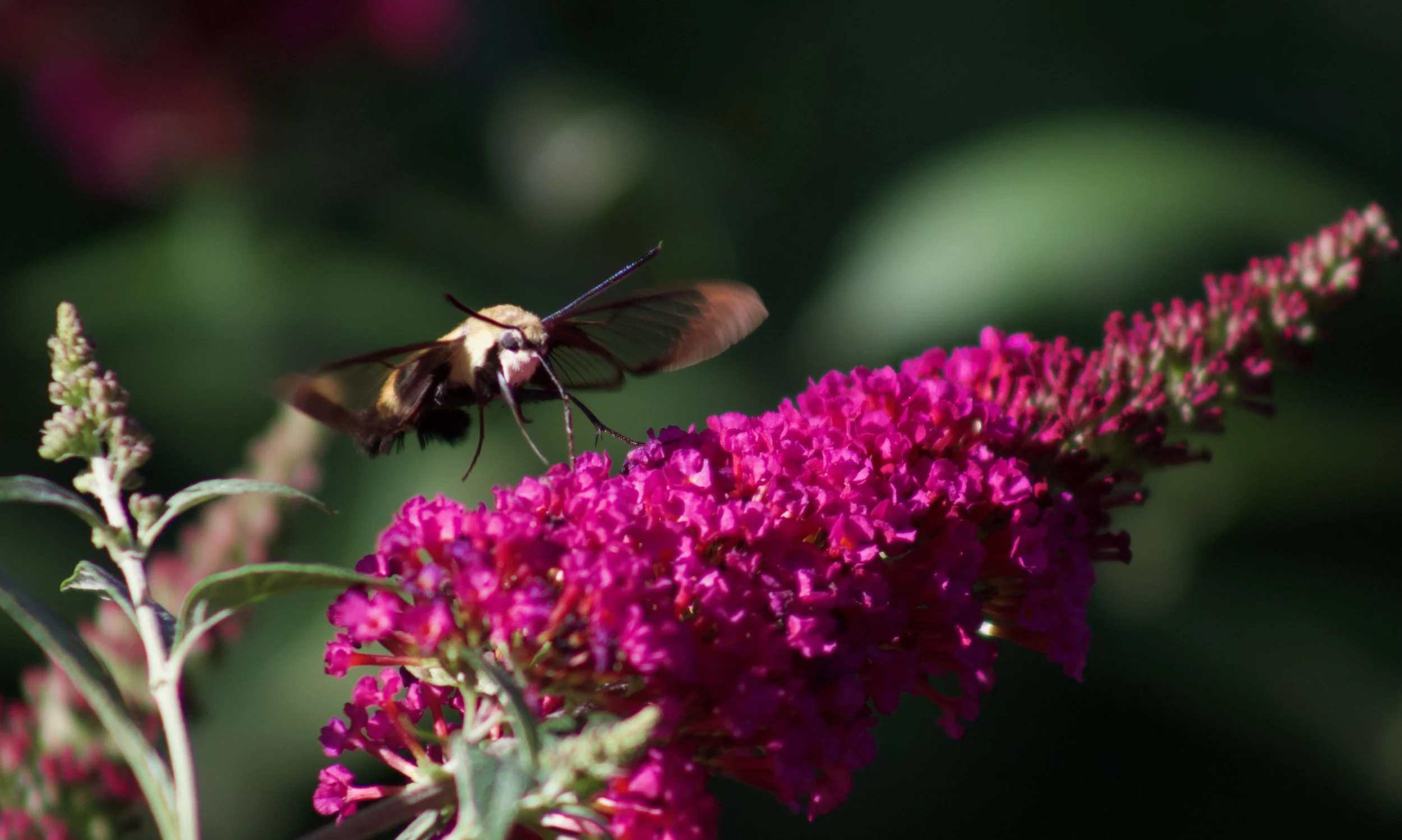 IMG_4086.jpeg