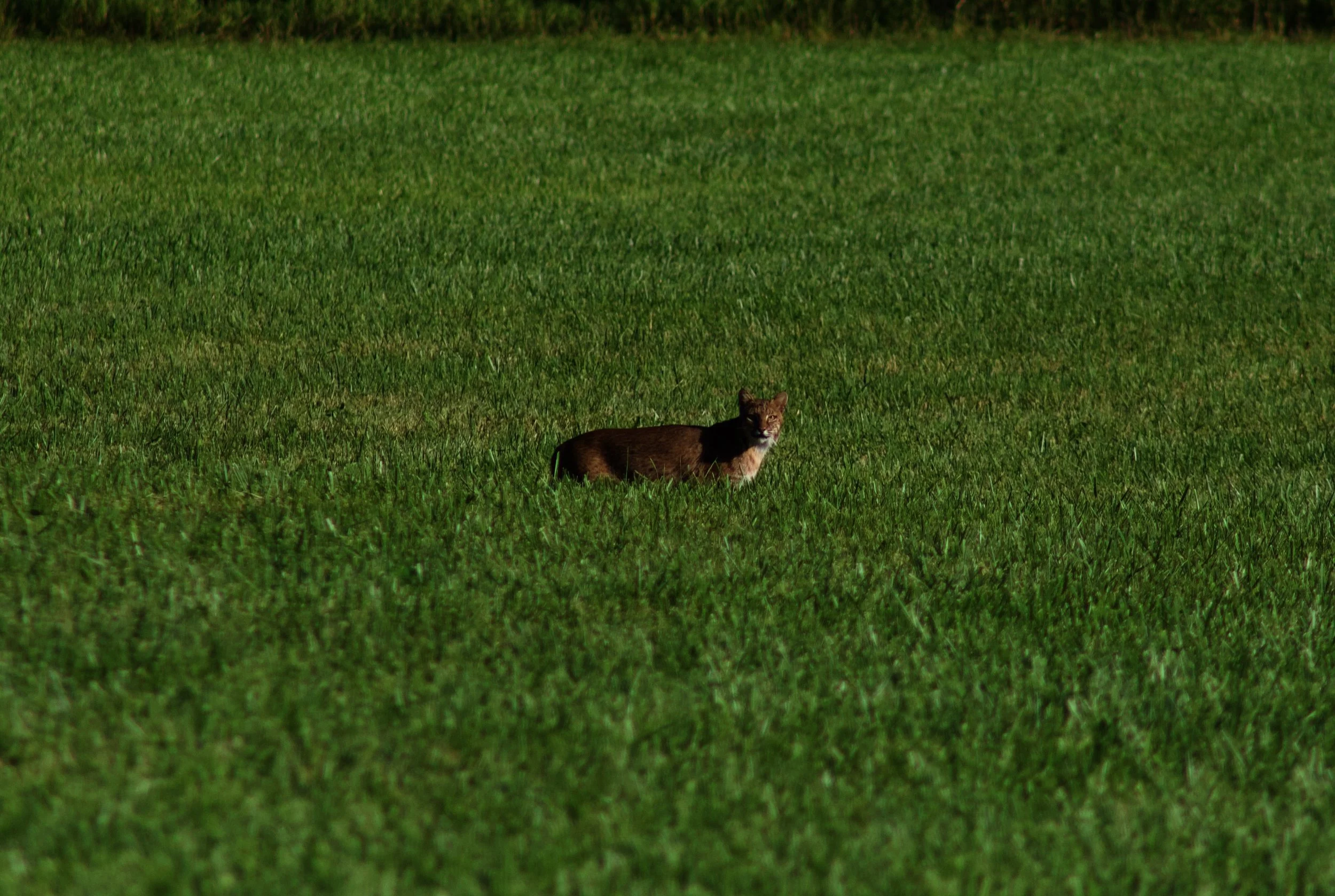 IMG_2666.jpeg