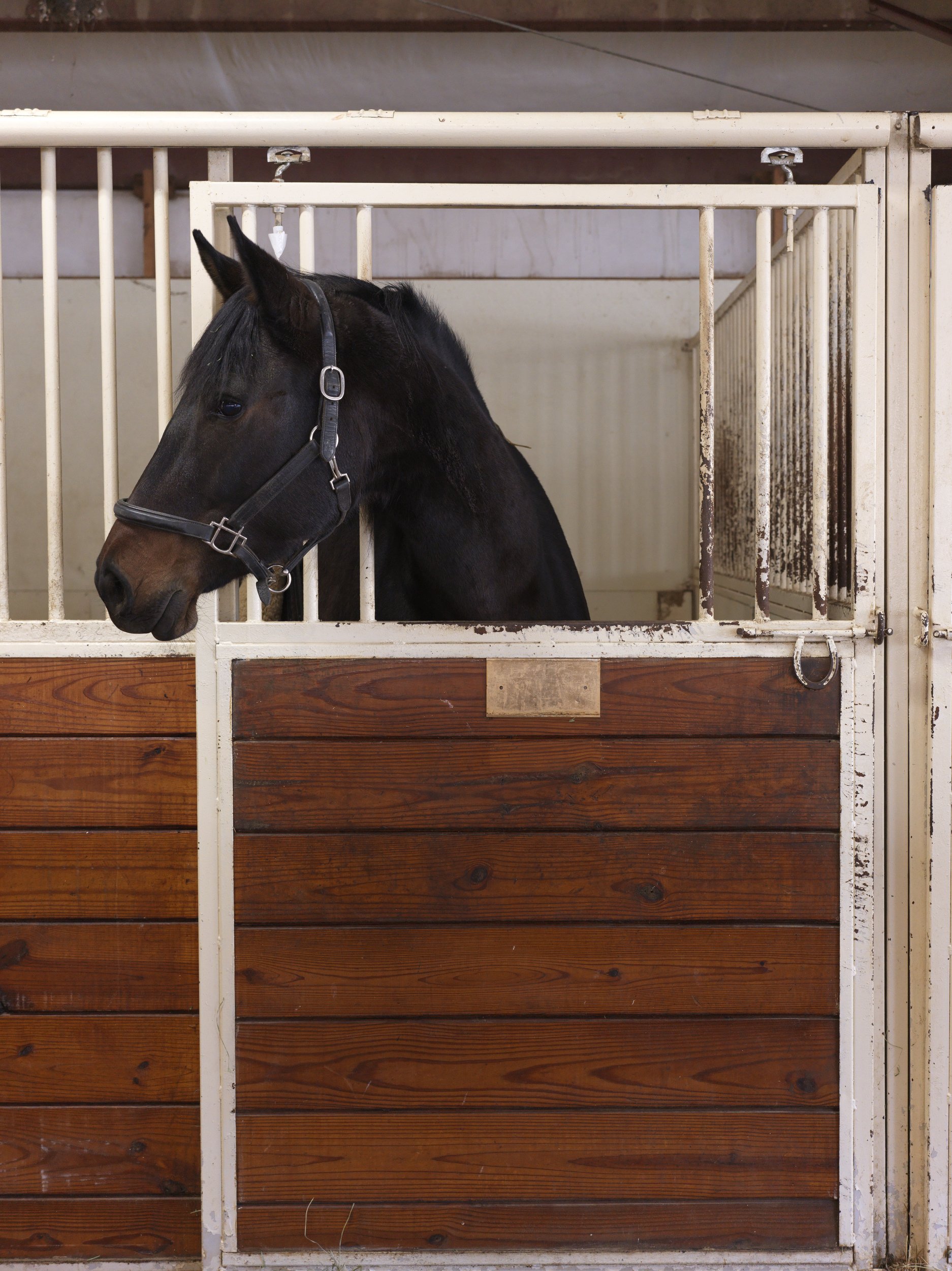 bluecreekequestrian a horse leans out of a stall in a barm