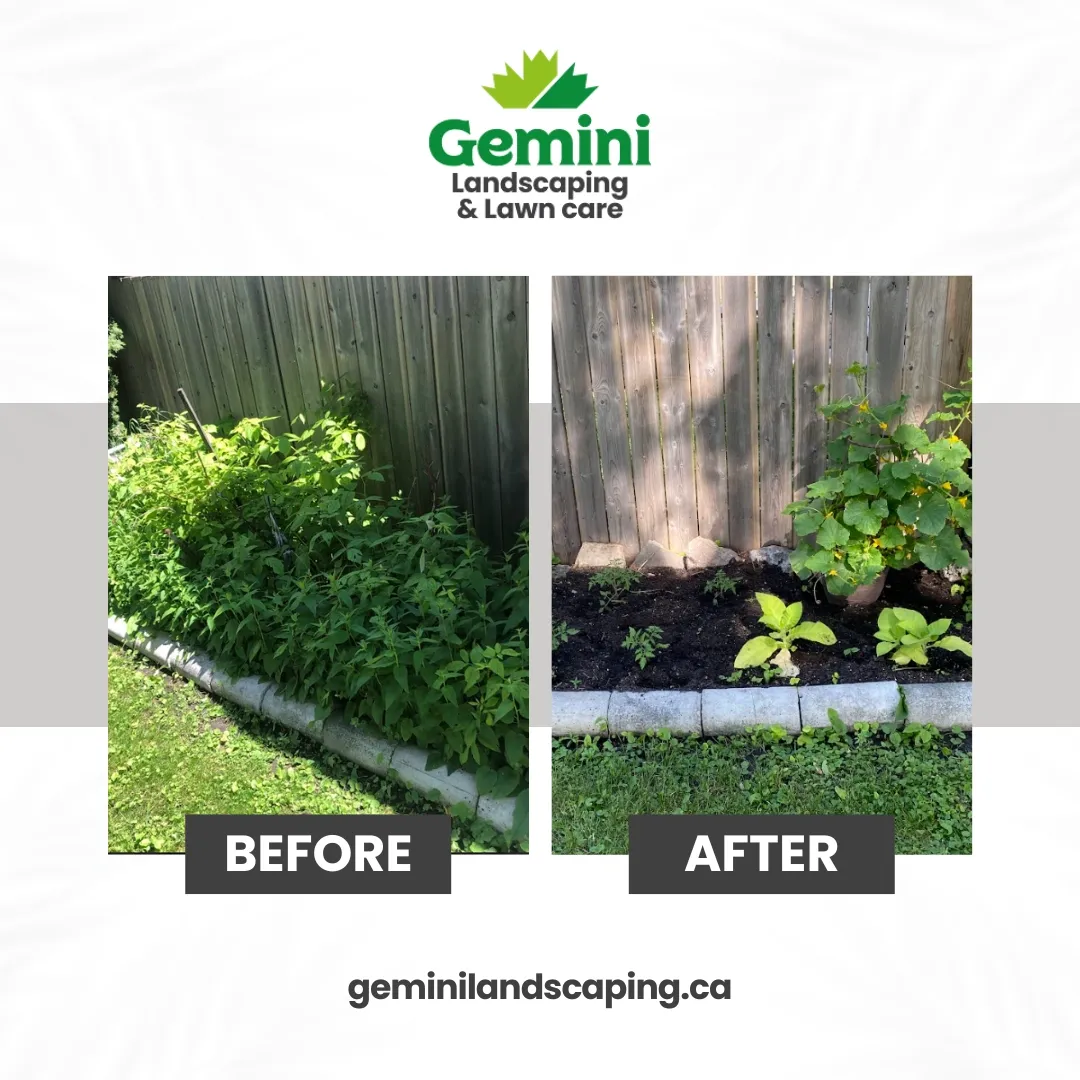 Side-by-side comparison of a garden bed before and after landscaping. The 'before' shows overgrown plants, and the 'after' shows a clear, neatly edged garden with new plants and soil. The image is branded with the Gemini Landscaping & Lawn Care logo and website.