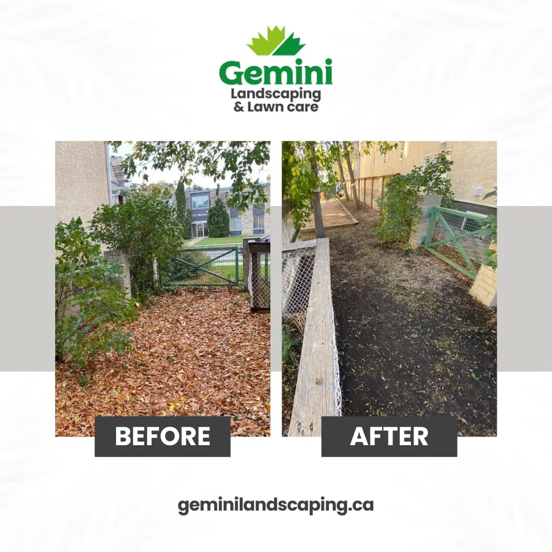 Before and after photos showing a landscaping project by Gemini Landscaping and Lawn Care. The before picture shows a yard covered with fallen leaves with some trees and a fence. The after picture shows the same yard cleared of leaves, with the ground cleaned and prepared for new landscaping.
