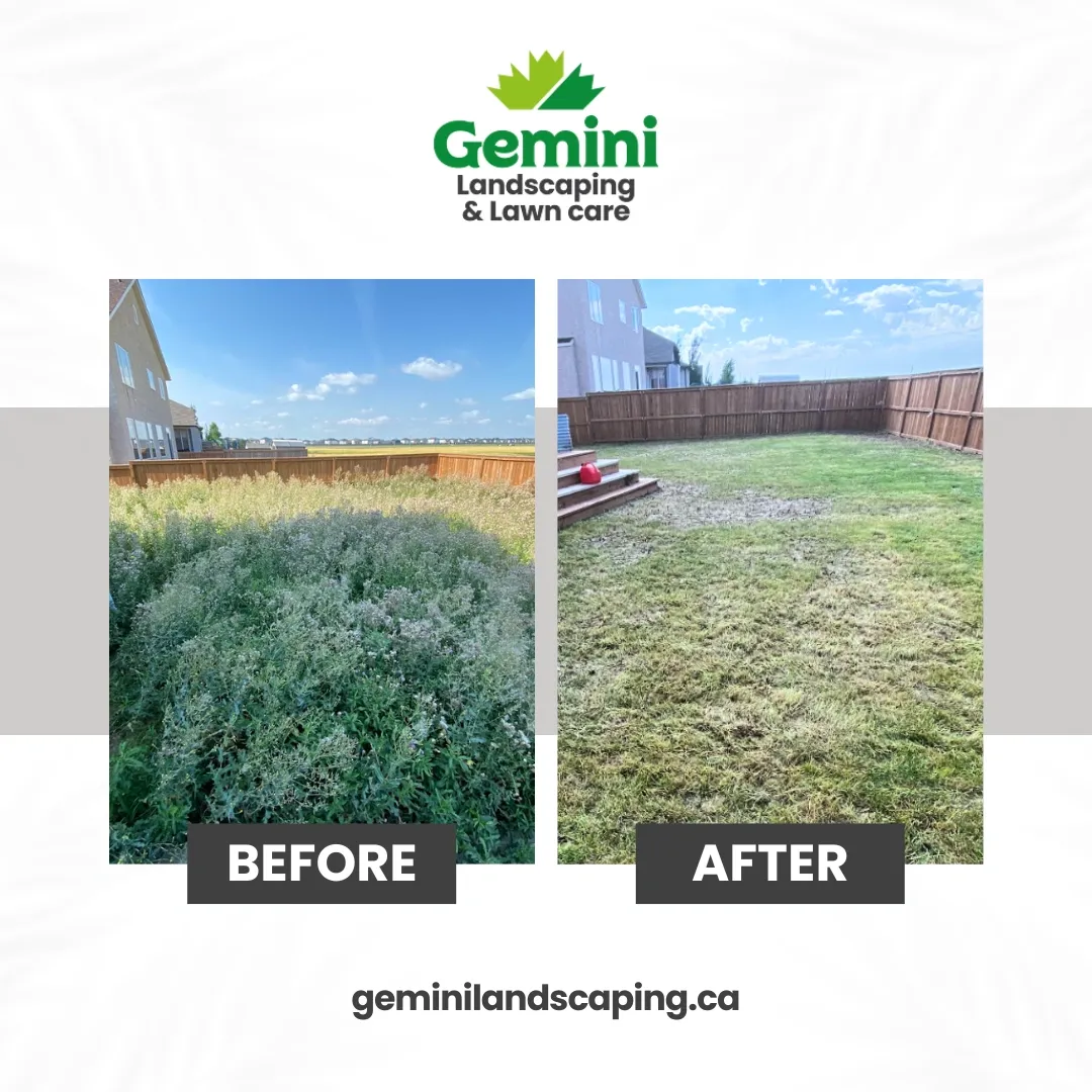 Comparison of a backyard before and after landscaping, showing overgrown weeds on the left and a recently mowed lawn on the right, with a fence and houses in the background.