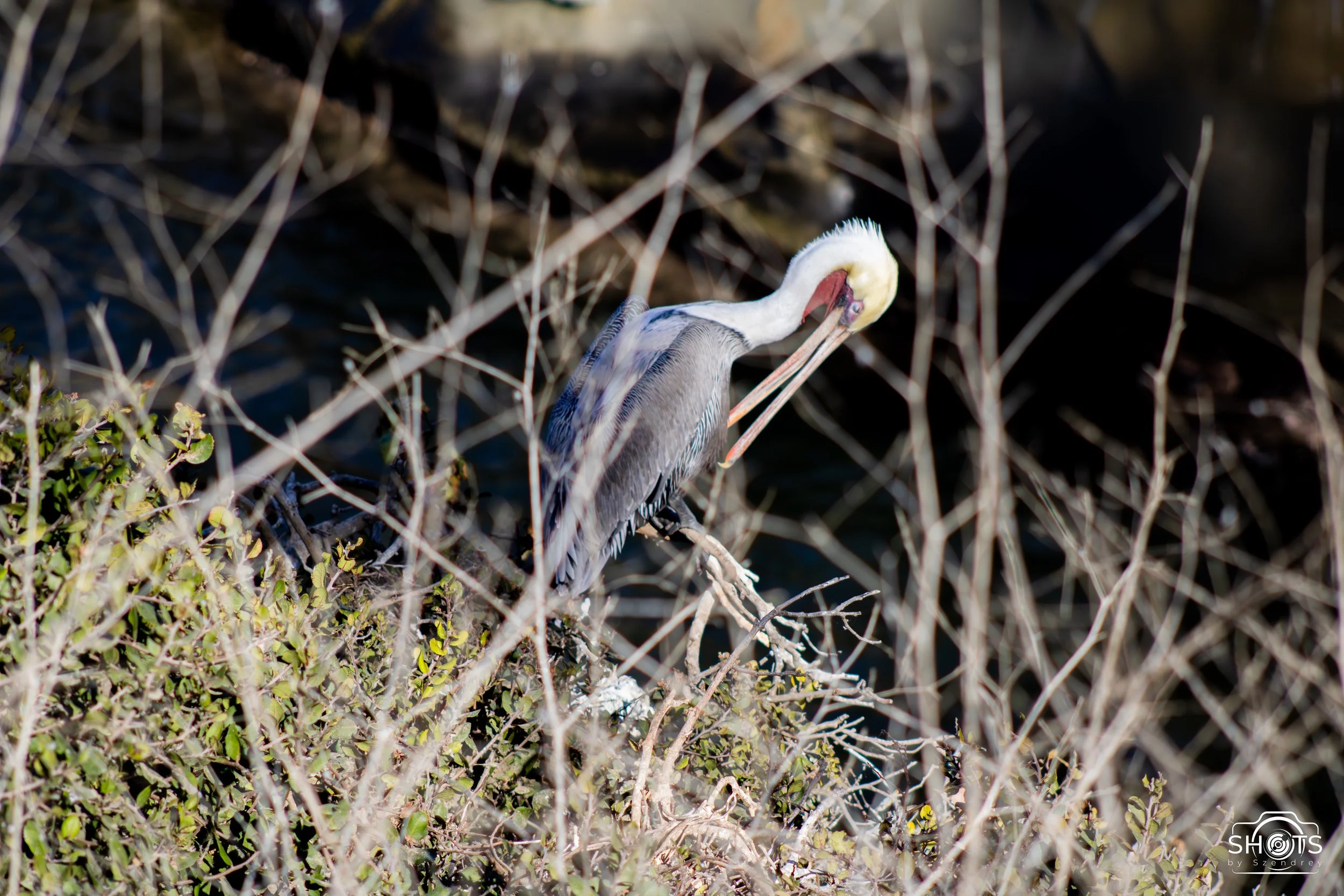 Pelican San Diego.jpg