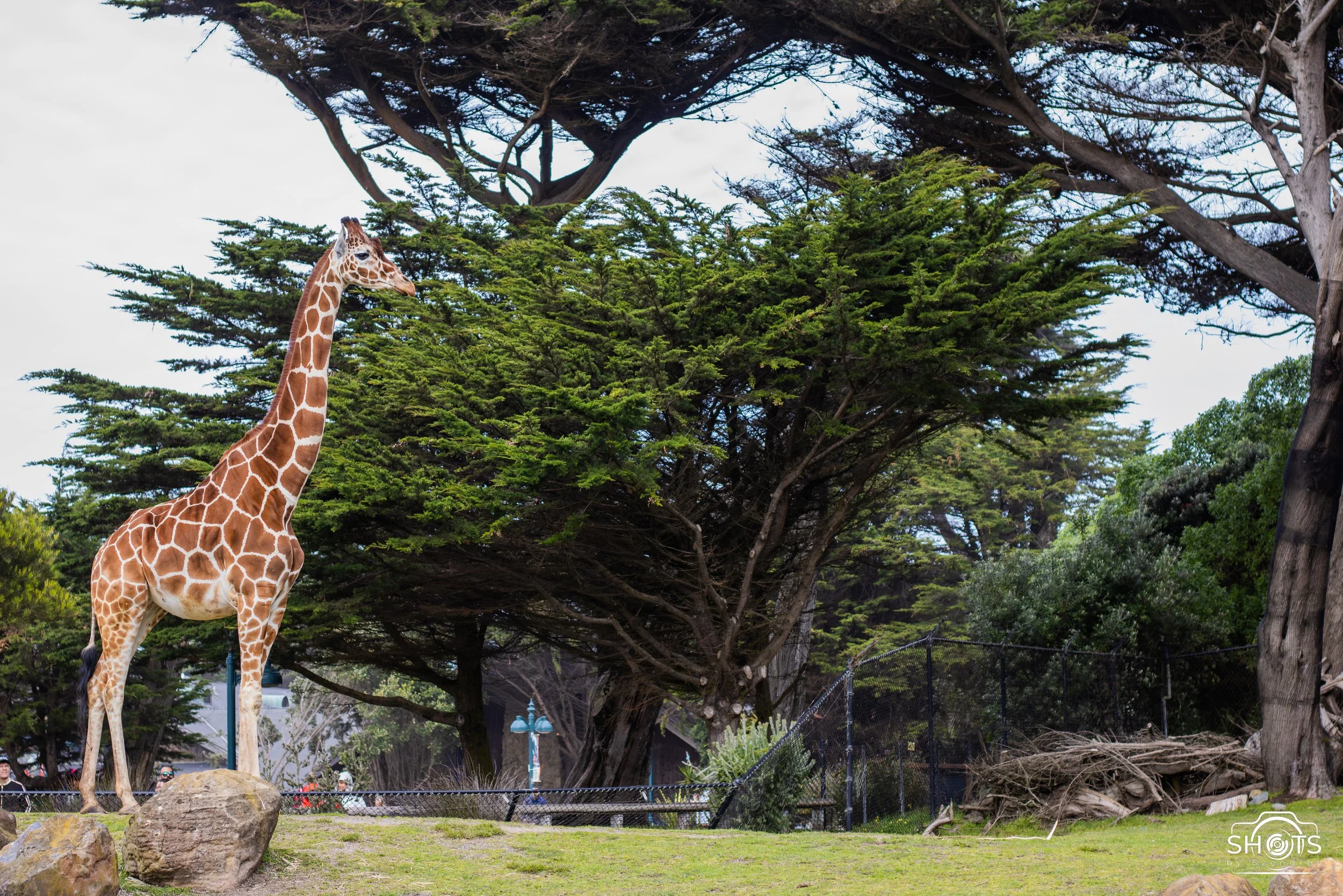 Giraffe SF Zoo.jpg
