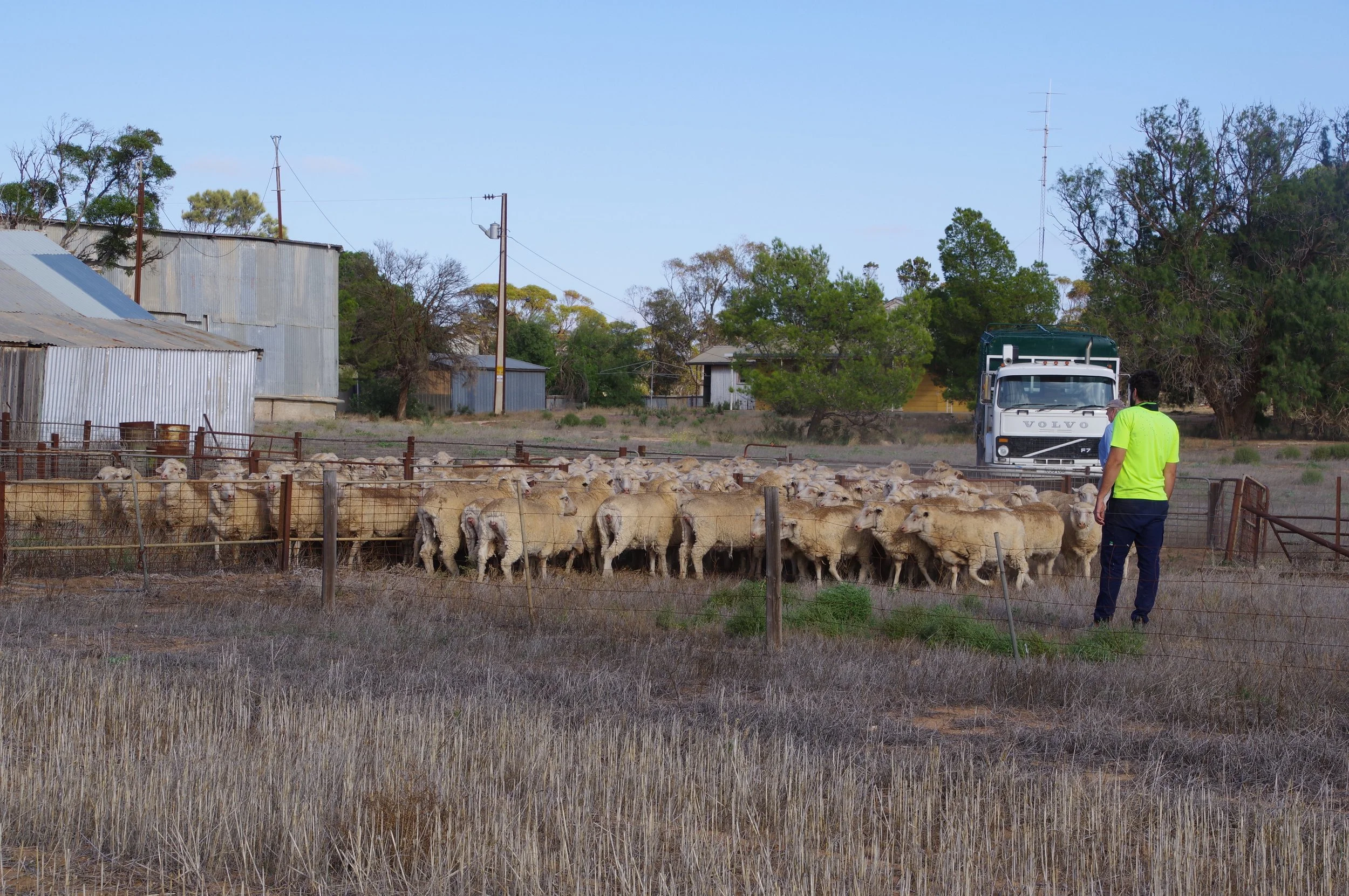 A person wearing a bright yellow shirt and dark pants herding sheep in a fenced pasture, with a truck and some trees in the background under a clear sky.