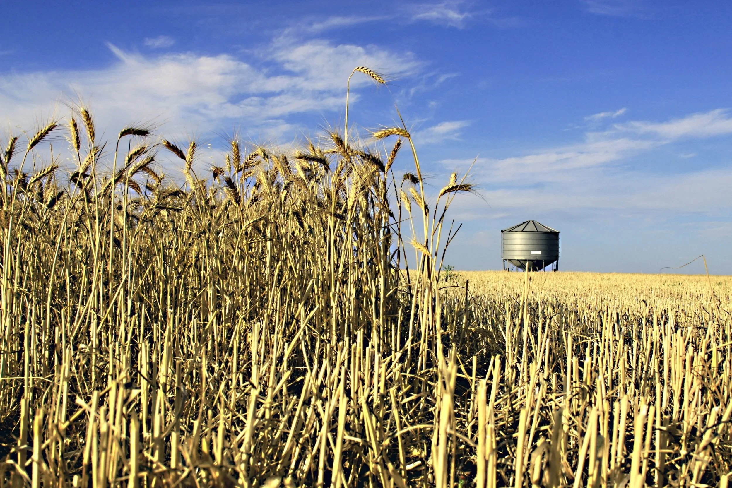 A wheat field with a water tower in the distance under a blue sky with scattered clouds.