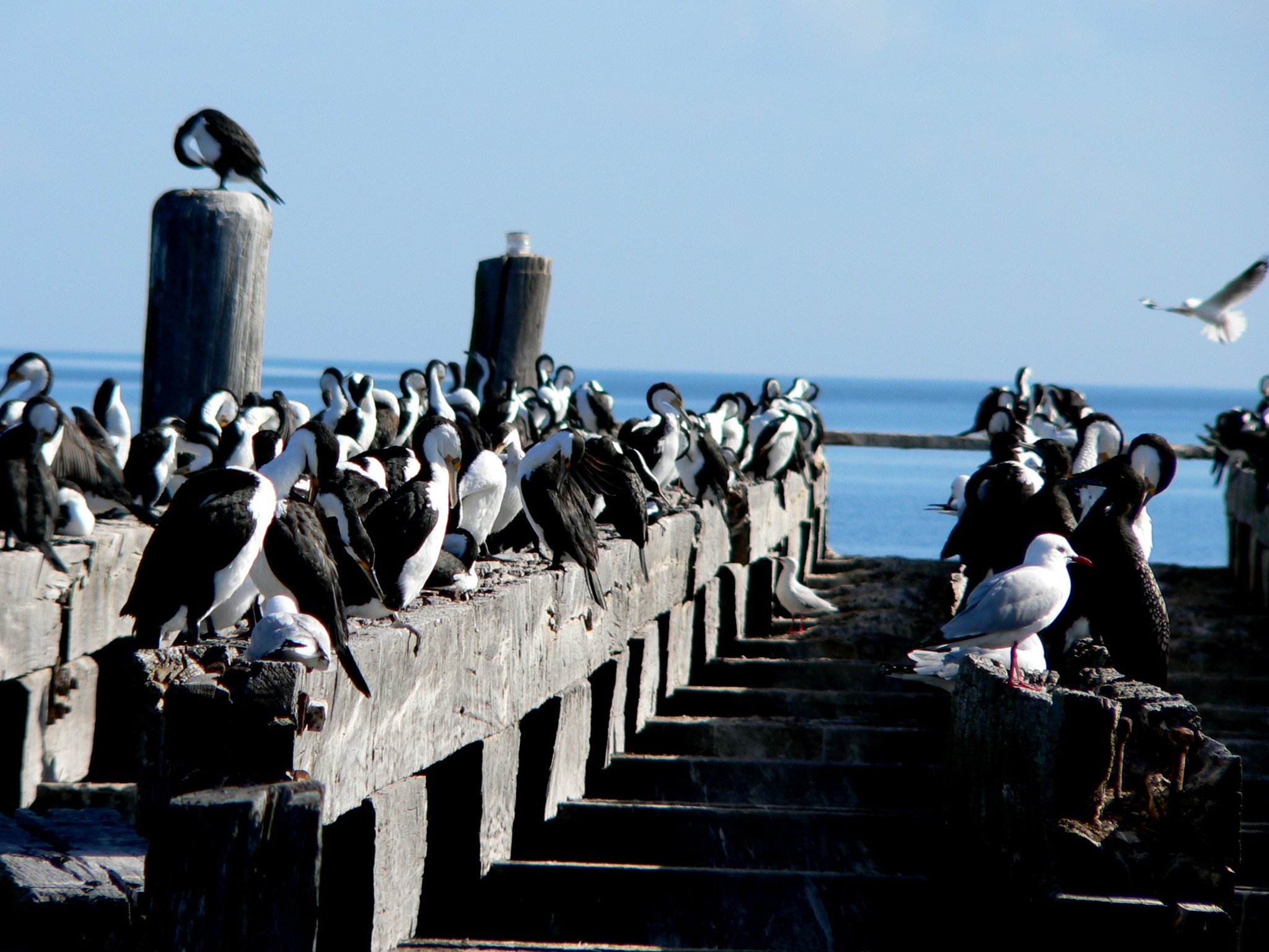 Seagulls and black skimmers resting on a weathered wooden pier by the ocean with a blue sky and a few seagulls flying overhead.